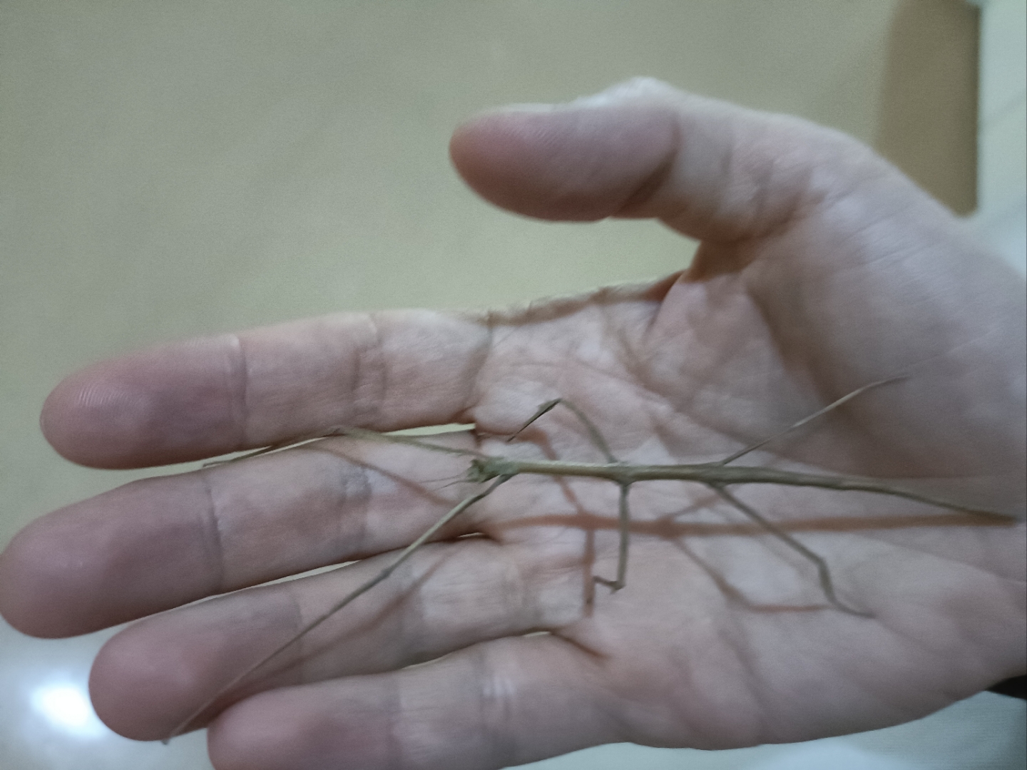 竹节虫,确实拟态做得很好!