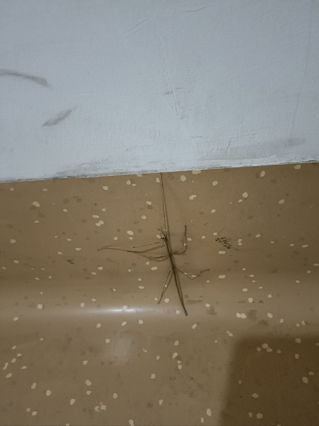 竹节虫,确实拟态做得很好!