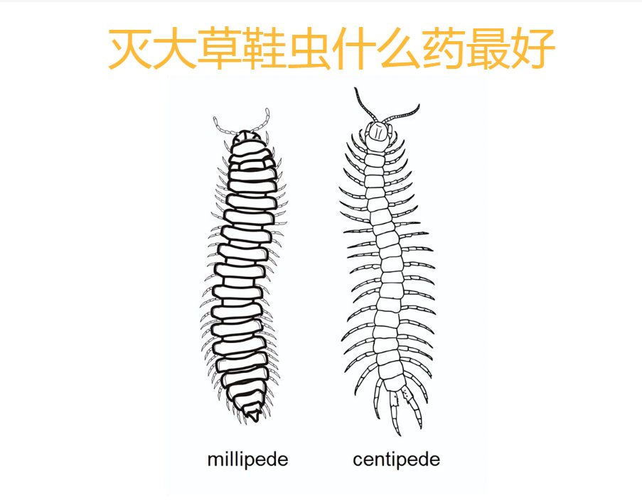 大草鞋虫也叫马陆虫,长像有些像蜈蚣,不知道的也会误认为是蜈蚣