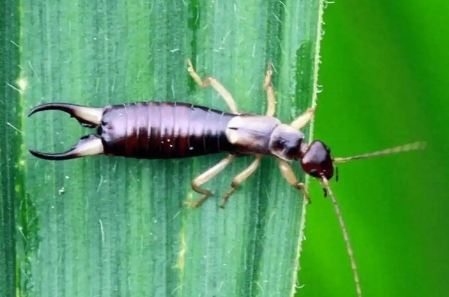 耳夹子虫也叫蠼螋,剪刀虫