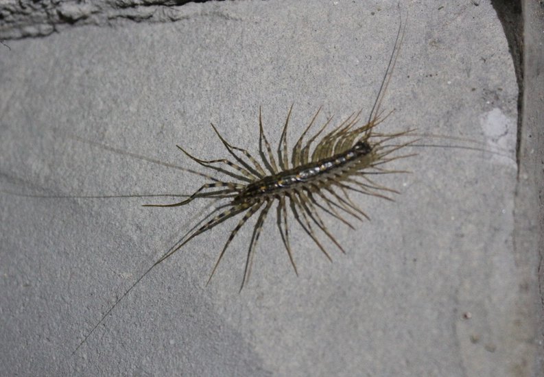 这种虫子就是草鞋虫,它们的学名叫蚰蜒,这种虫子的样子也有些像蜈蚣