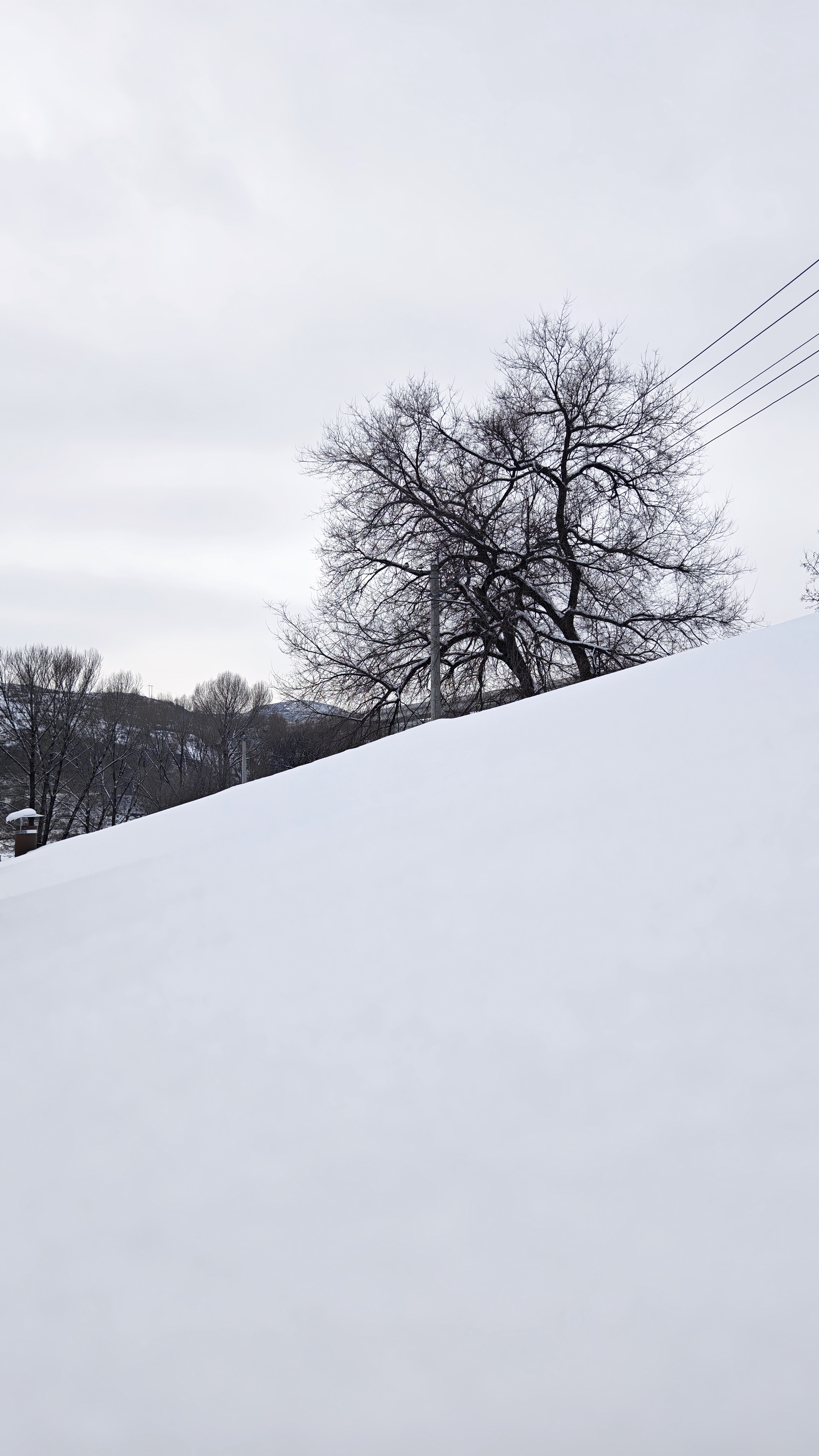 北方下雪图片真实图片