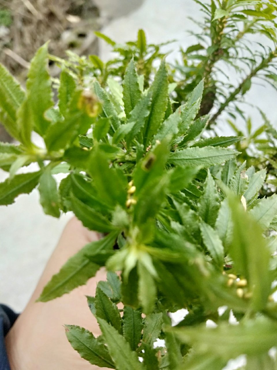 这味山草药名叫千层塔?