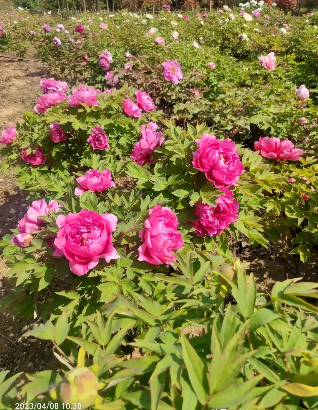 太白湖牡丹园门票图片