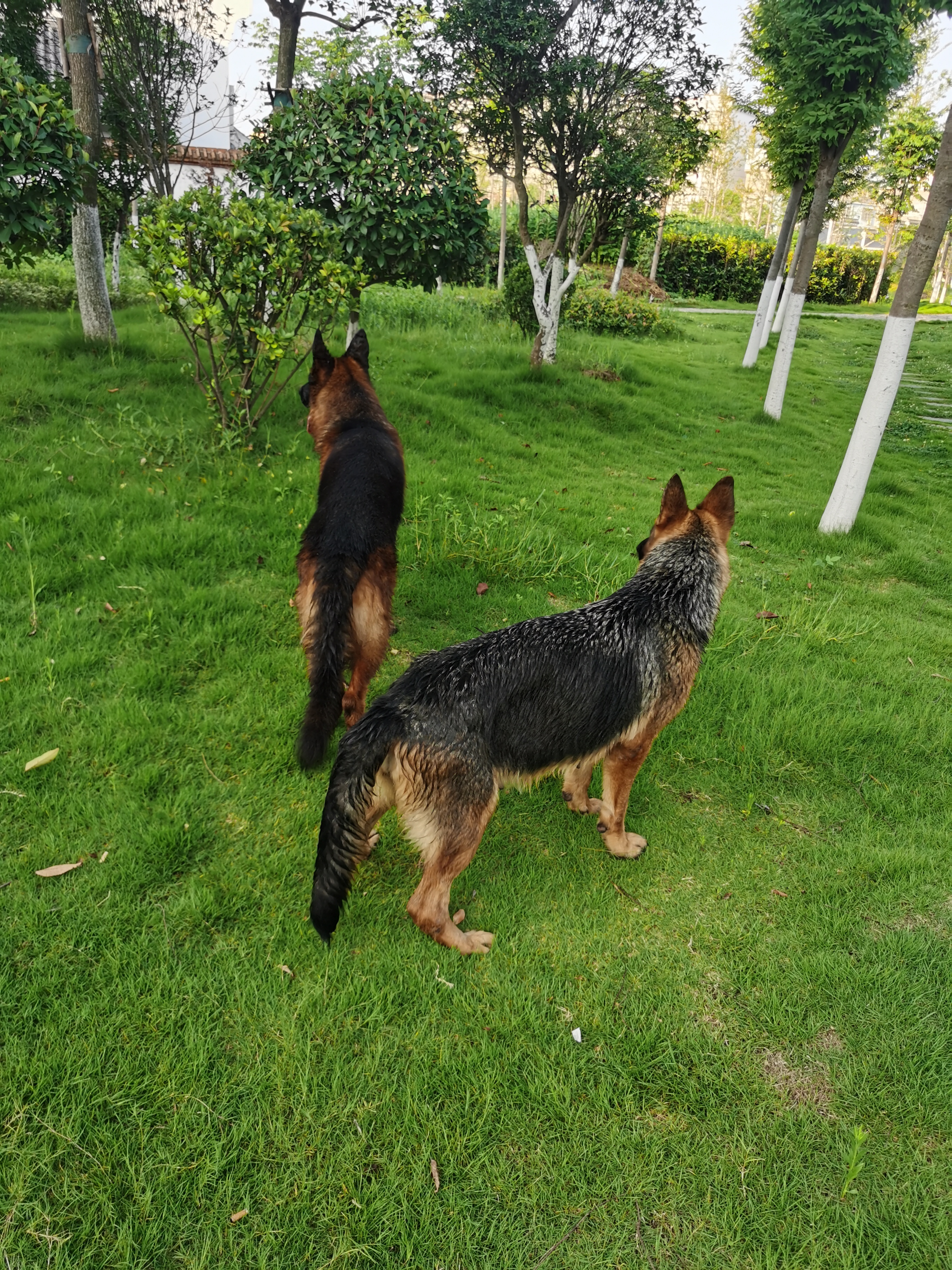 德国牧羊犬血系图谱图片