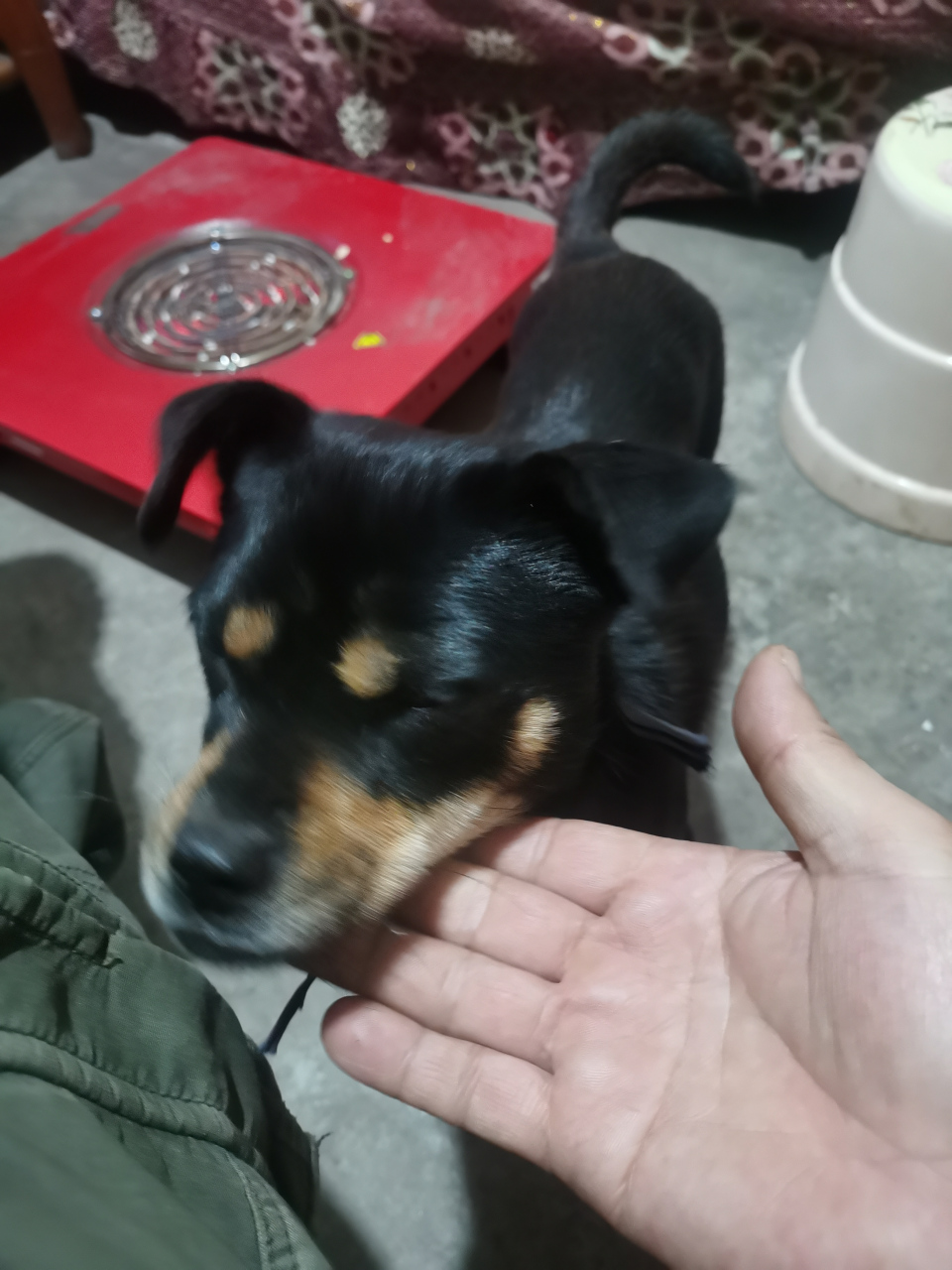 来 福  狗名来福姓不飘, 它的忠诚度很高, 陌生的人一过路, 汪汪汪