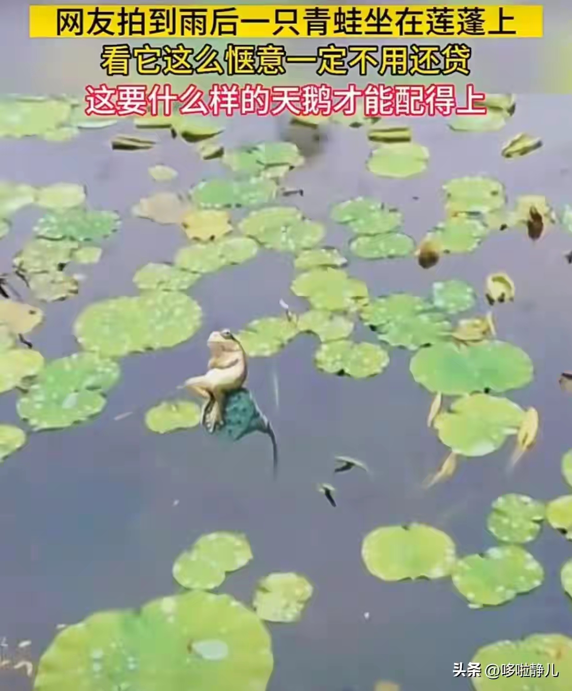哇,这青蛙也太会选地方了吧,荷叶上悠闲地坐着,真会挑环境啊!