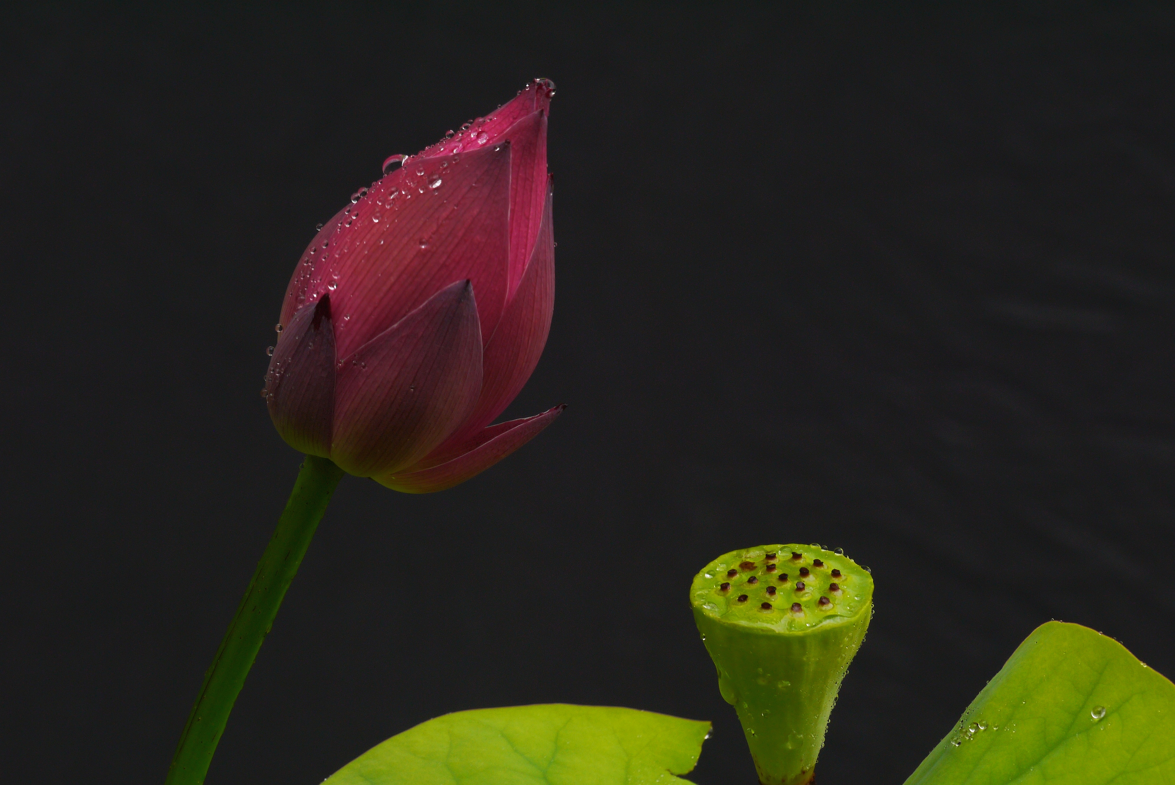 雨后荷花亭亭立,绿叶轻舞水珠滴.