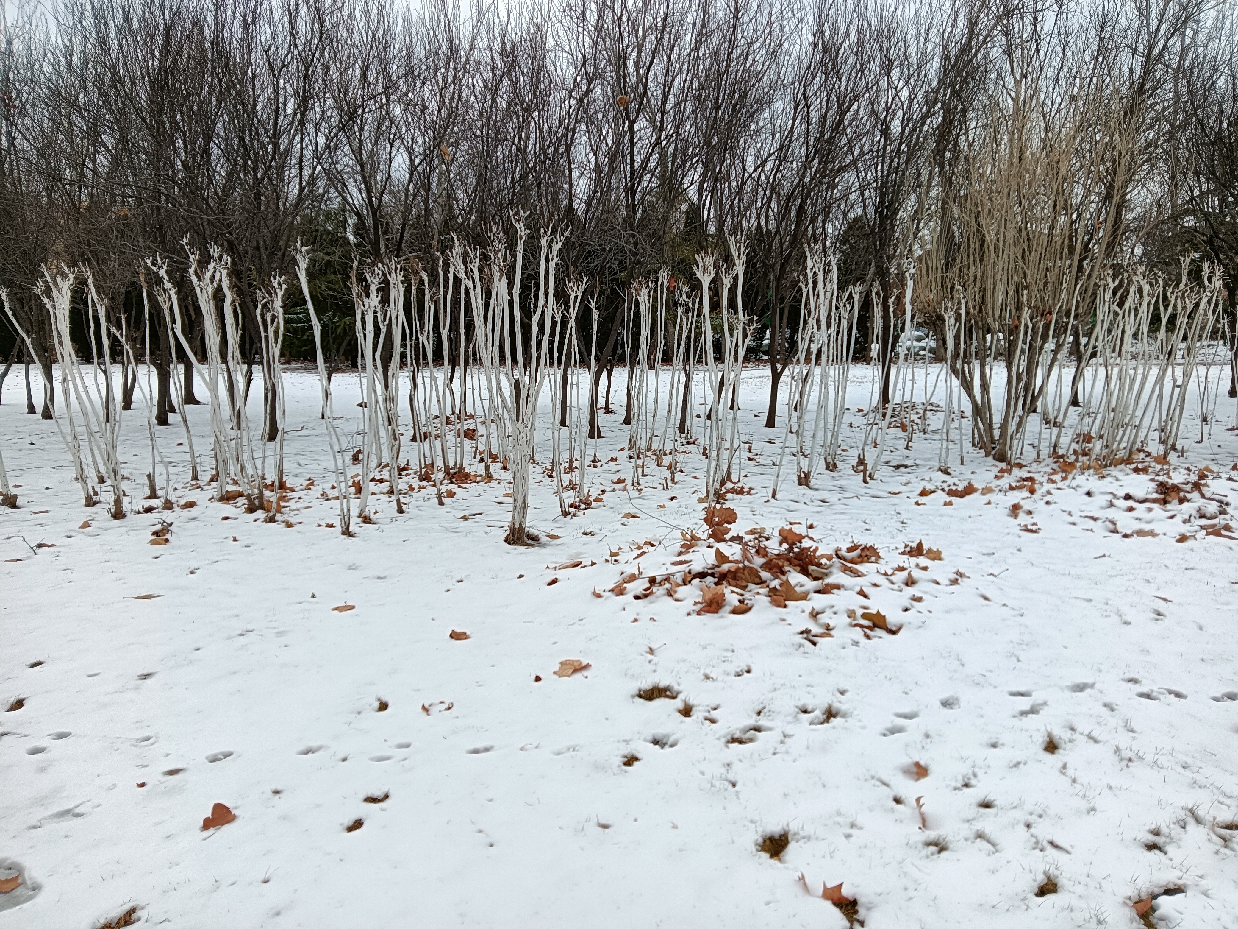 雪地里的白桦林图片