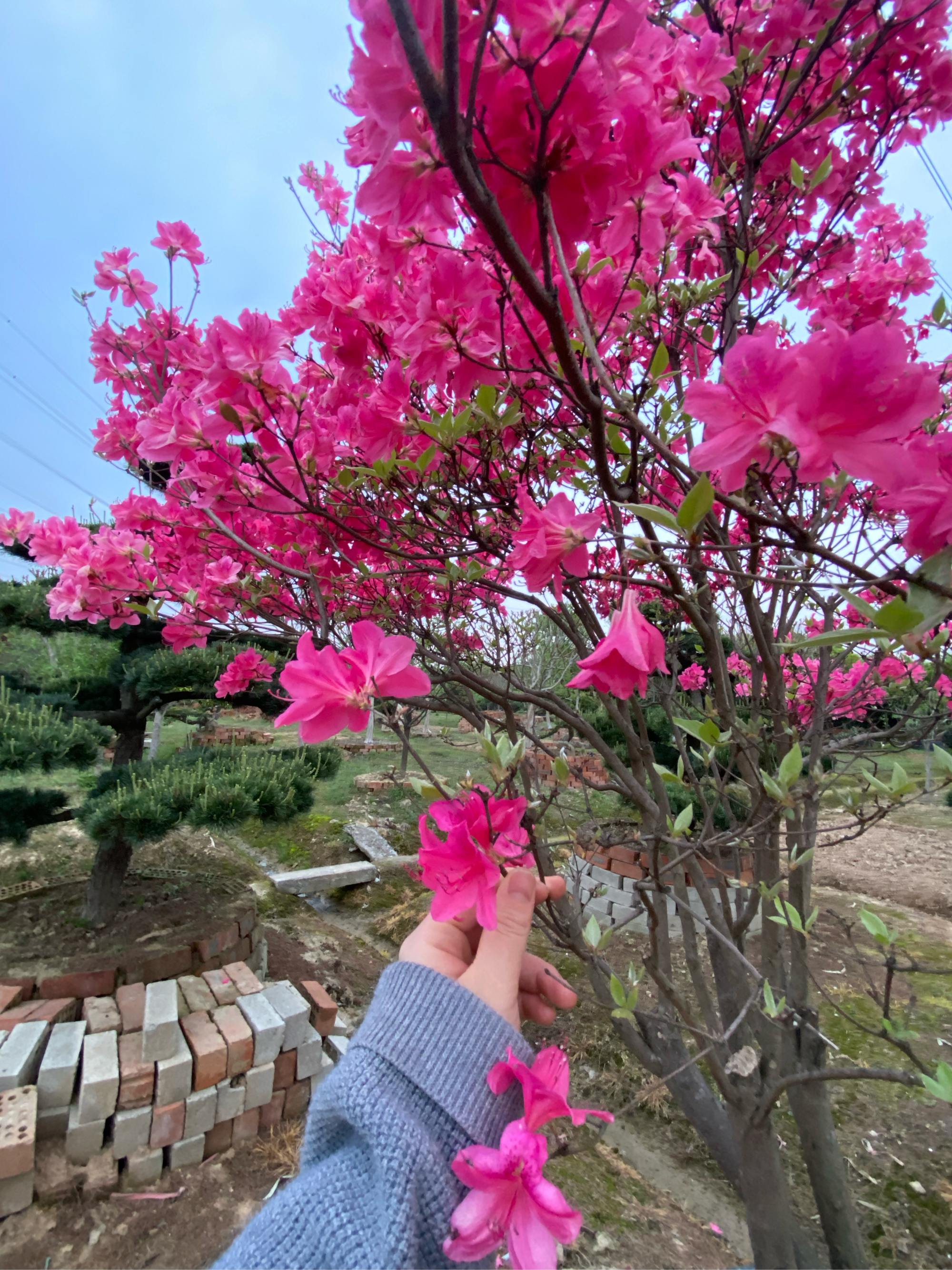 在这张图片中,一只手轻轻伸向一棵盛开的粉红色花朵的树,仿佛要抓住那