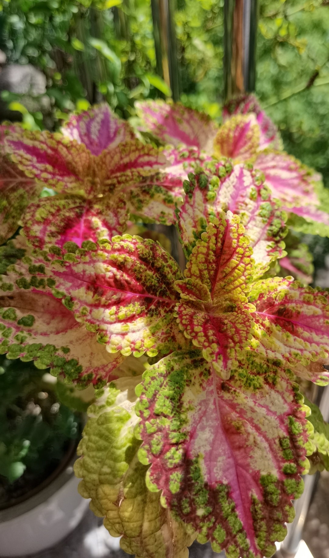 我日或一日的看着它随着季节,随着阳光,随着雨露的变化而变色,这多变