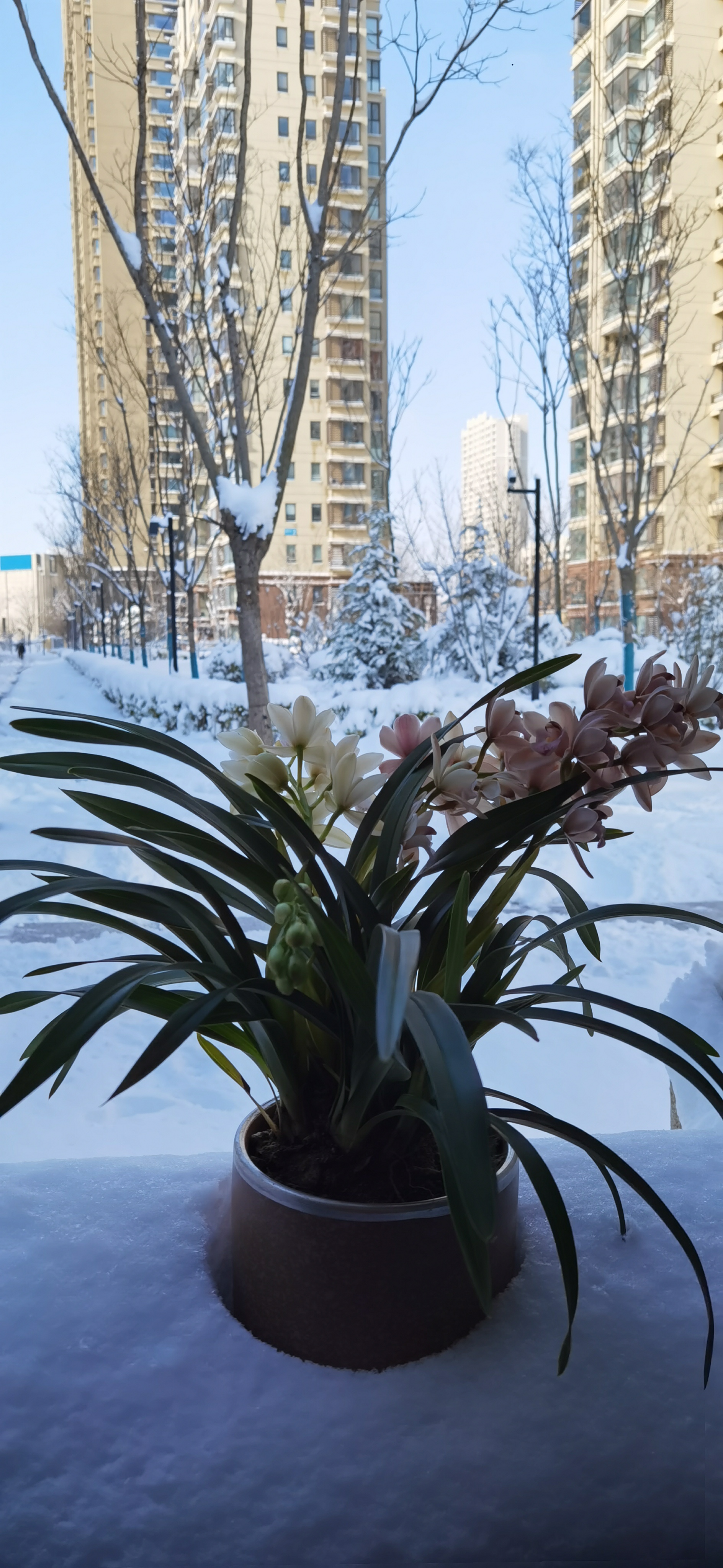 兰花在雪中绽放,别有一番韵味.