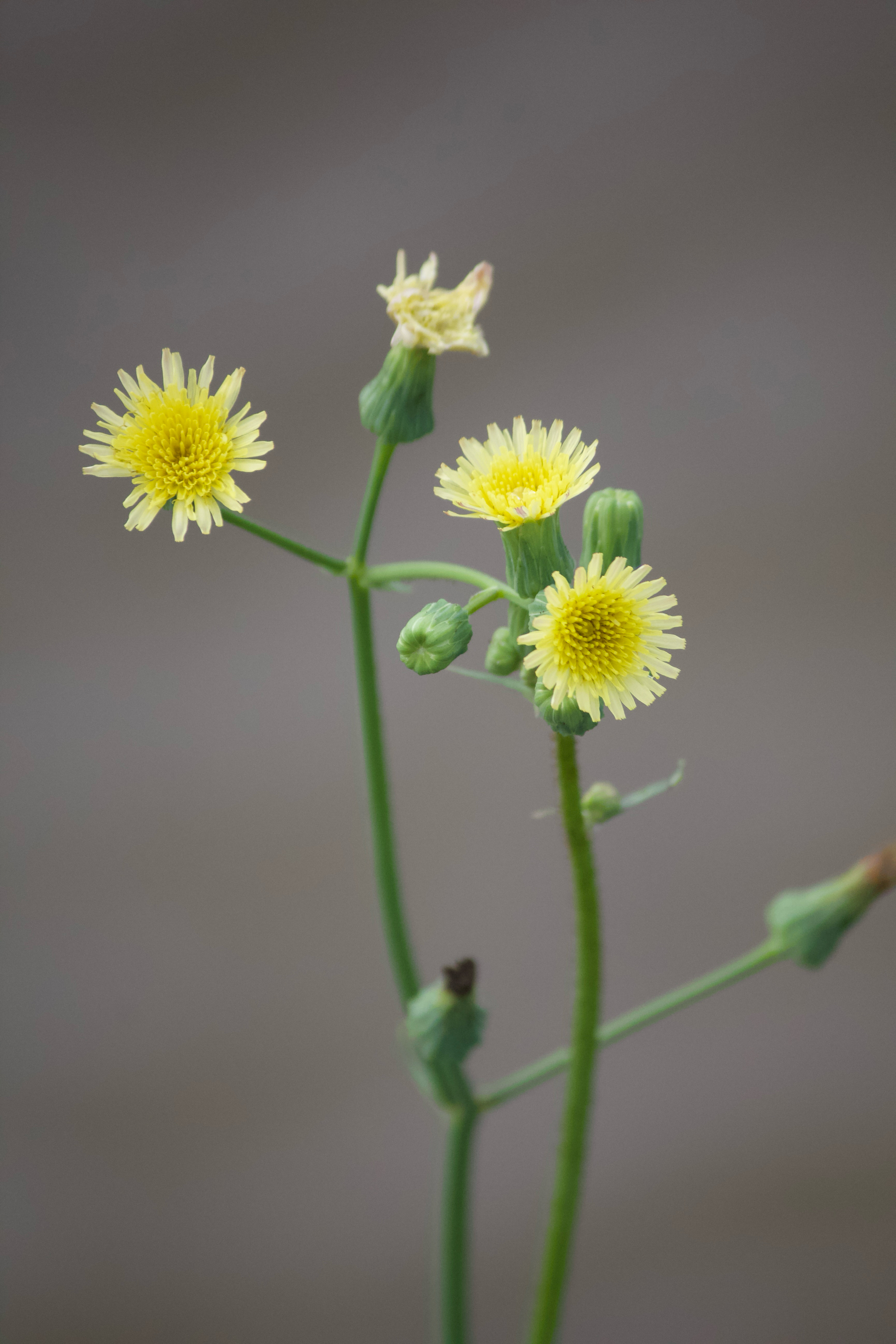 野菜大全可食用野花图片