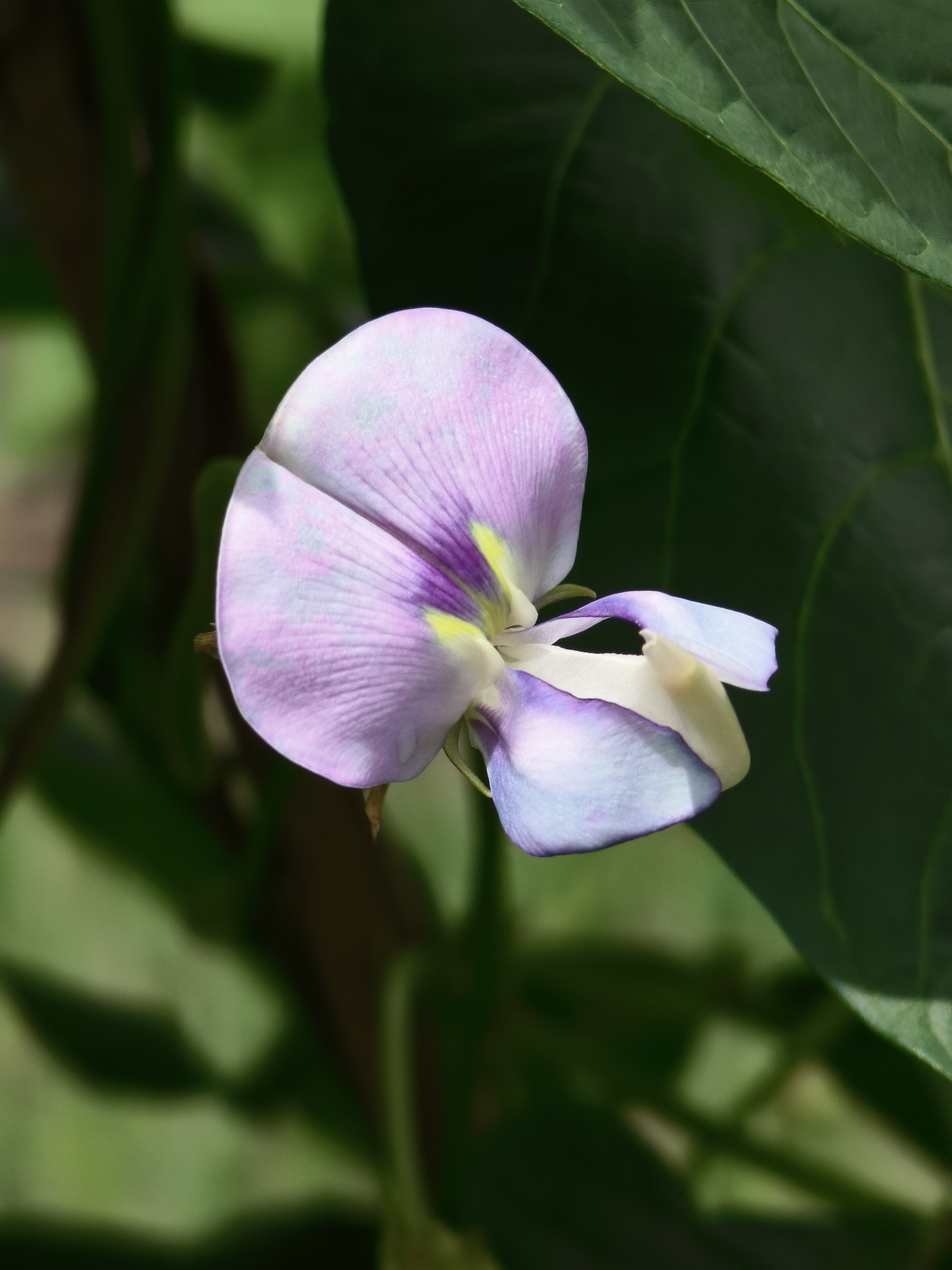 美的菜豇花 新发现的小花,真的太美了!