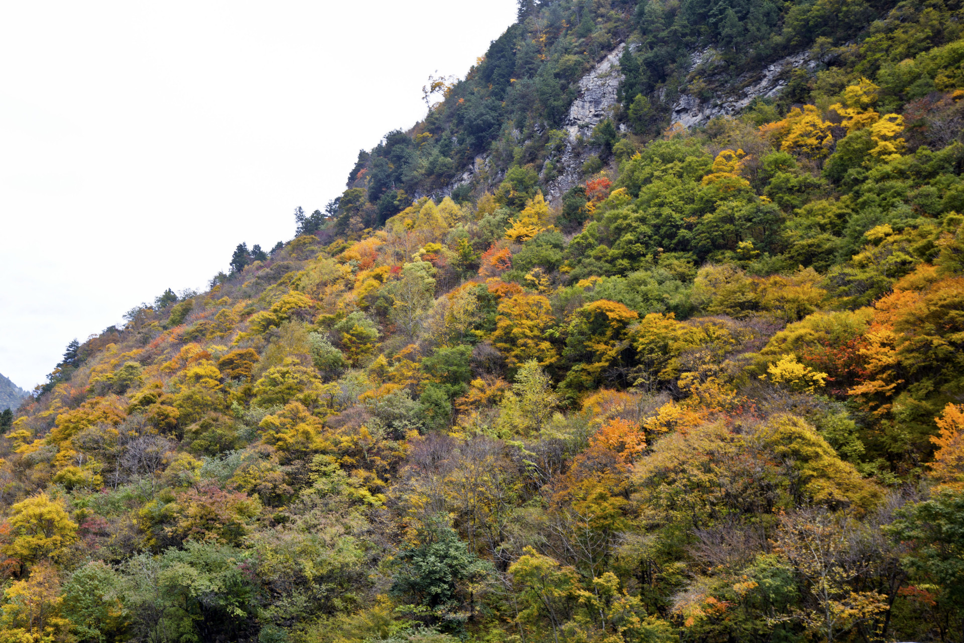 最美的风光就在路上,在四川阿坝藏族羌族自治州黑水县你可以不用到景