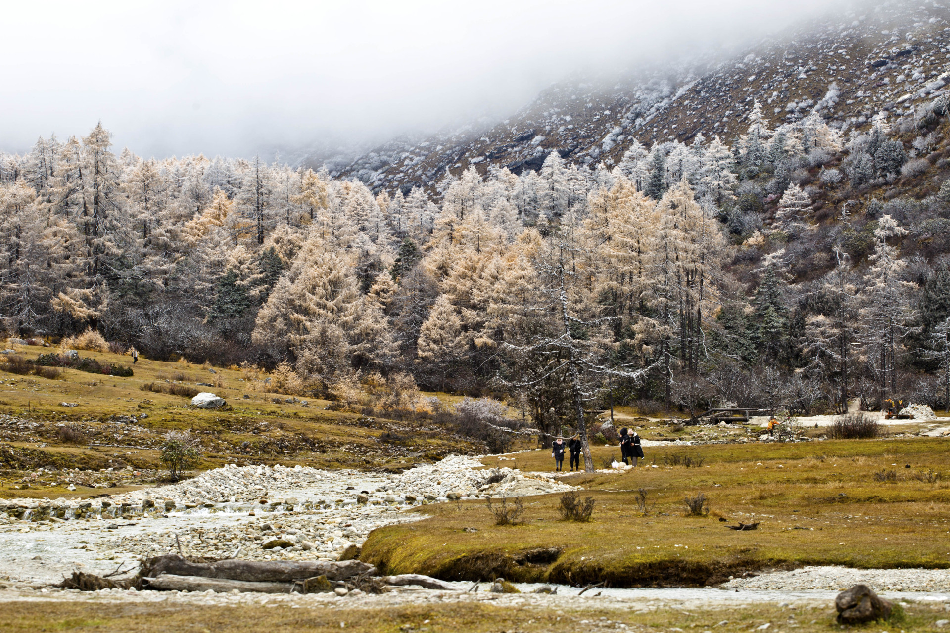 毕棚沟位于四川阿坝州,属米亚罗自然保护区的核心区域,是邛崃山大熊猫
