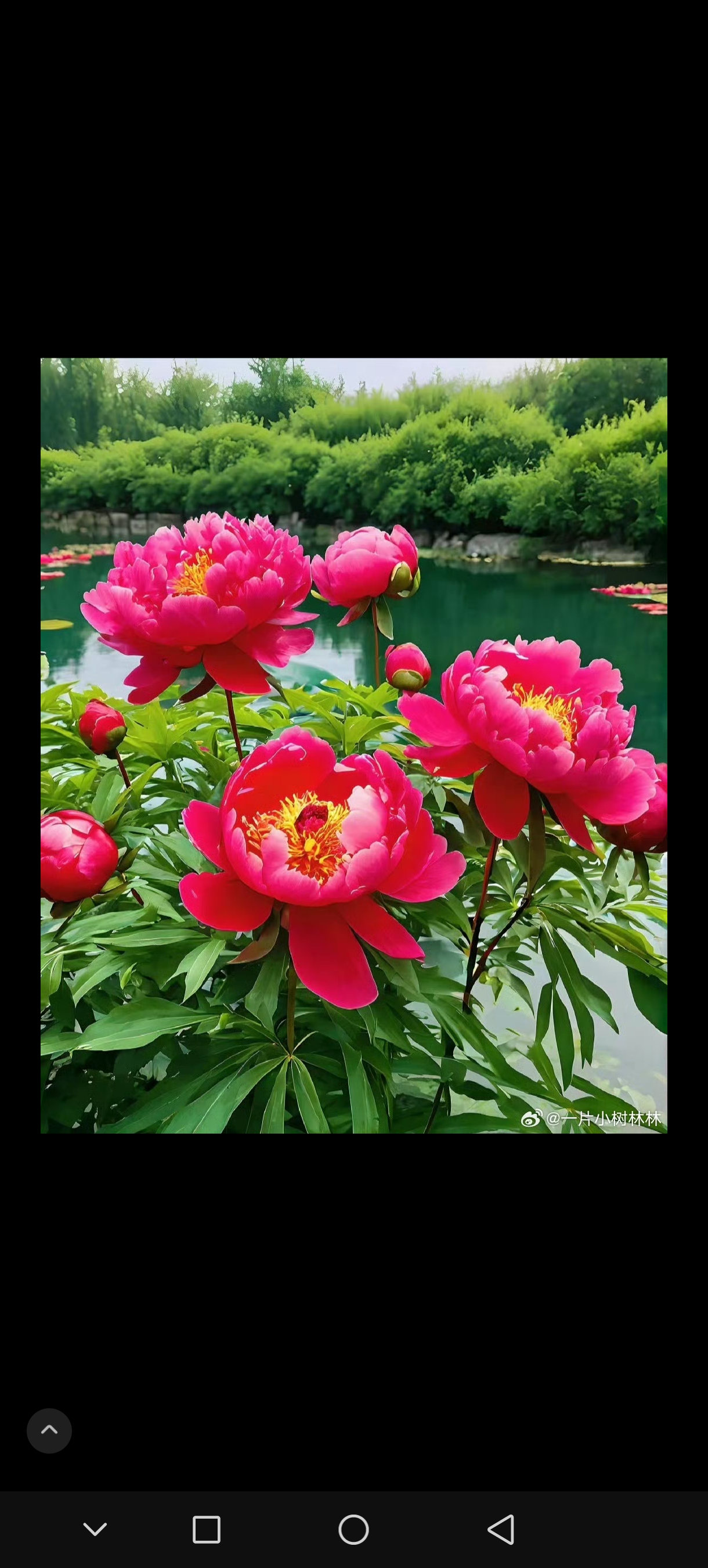 池塘之畔,牡丹争艳  池塘之畔,绿叶轻摇,红牡丹犹如烈火燃烧,盛开在这