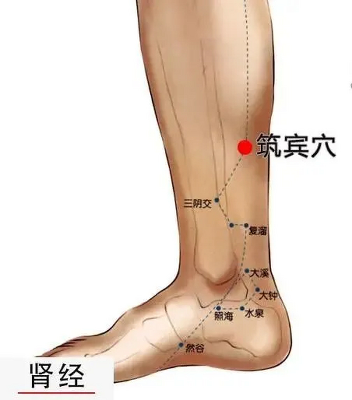 "探索脚踝的奥秘,定位筑宾,三阴交,照海水泉等肾经大穴,感受传统中医