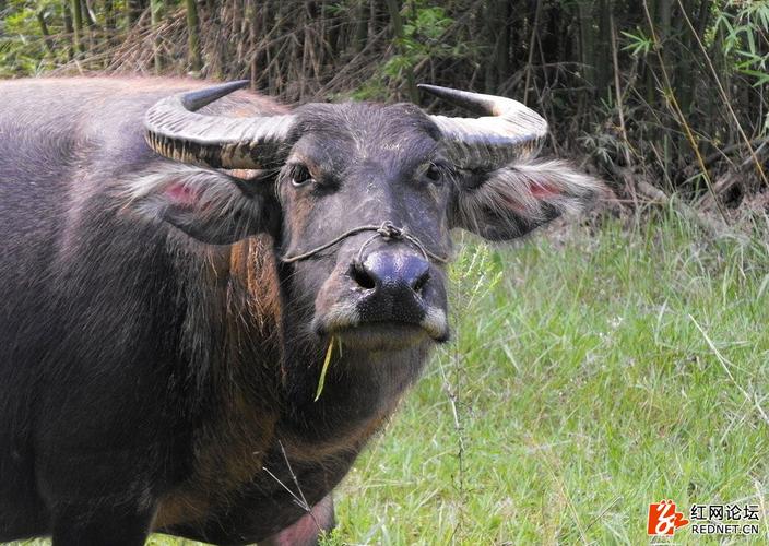水牛  打我记事起,我家就有了一头大水牛, 听奶奶说,我5岁时,就帮着