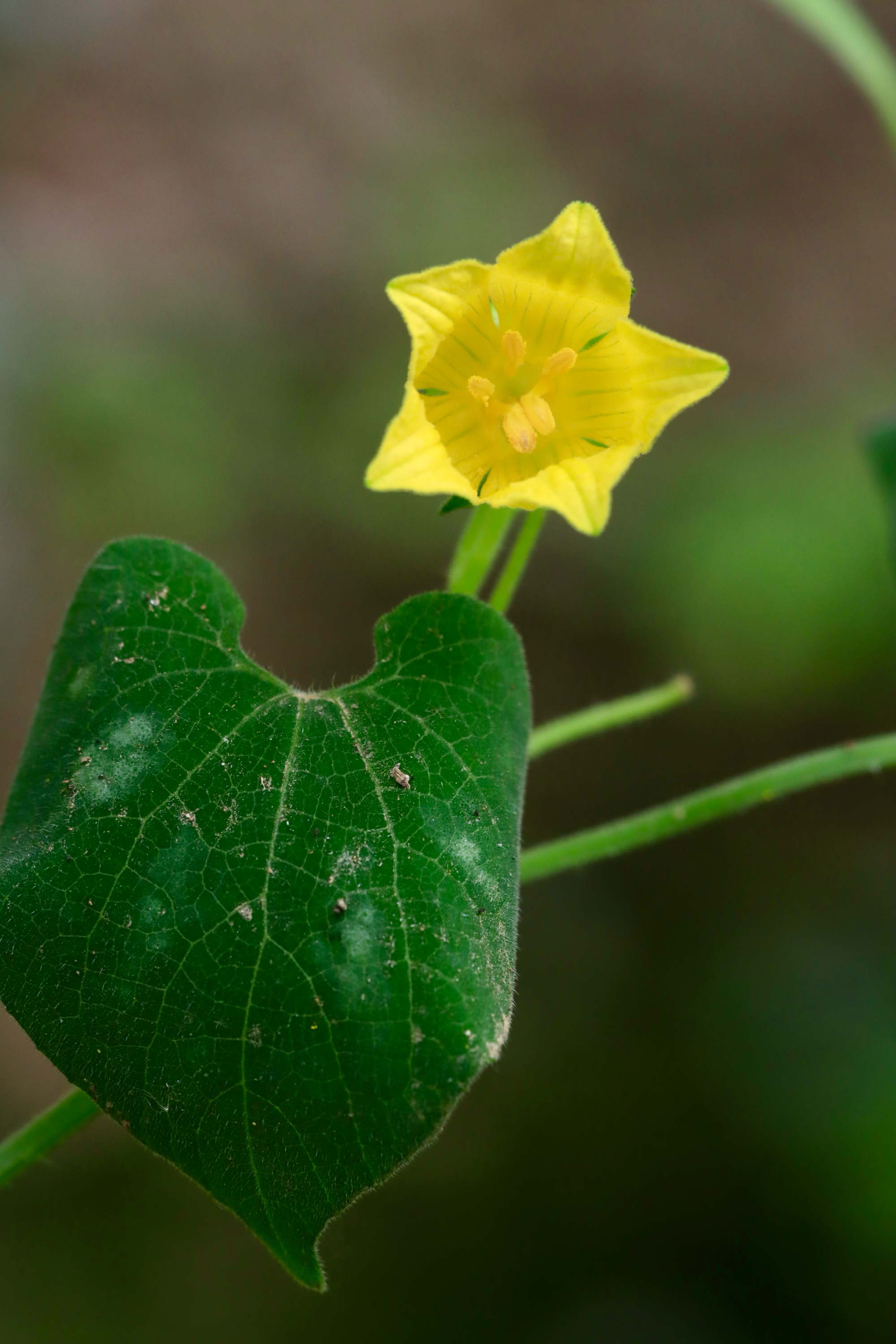 赤爮(pao),(拉丁学名:thladiantha dubia bge),是葫芦科赤瓟属的