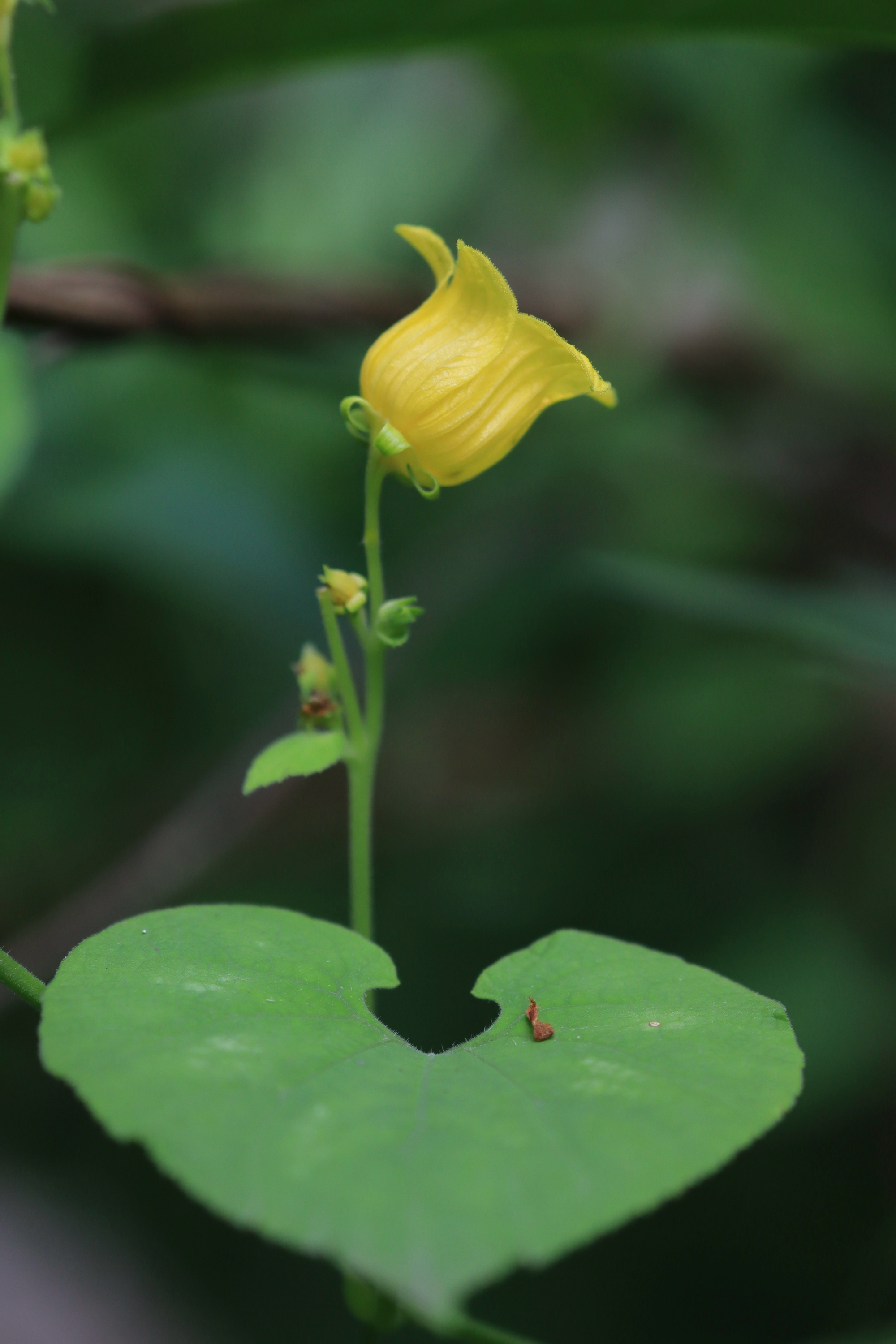 赤爮(pao),(拉丁学名:thladiantha dubia bge),是葫芦科赤瓟属的