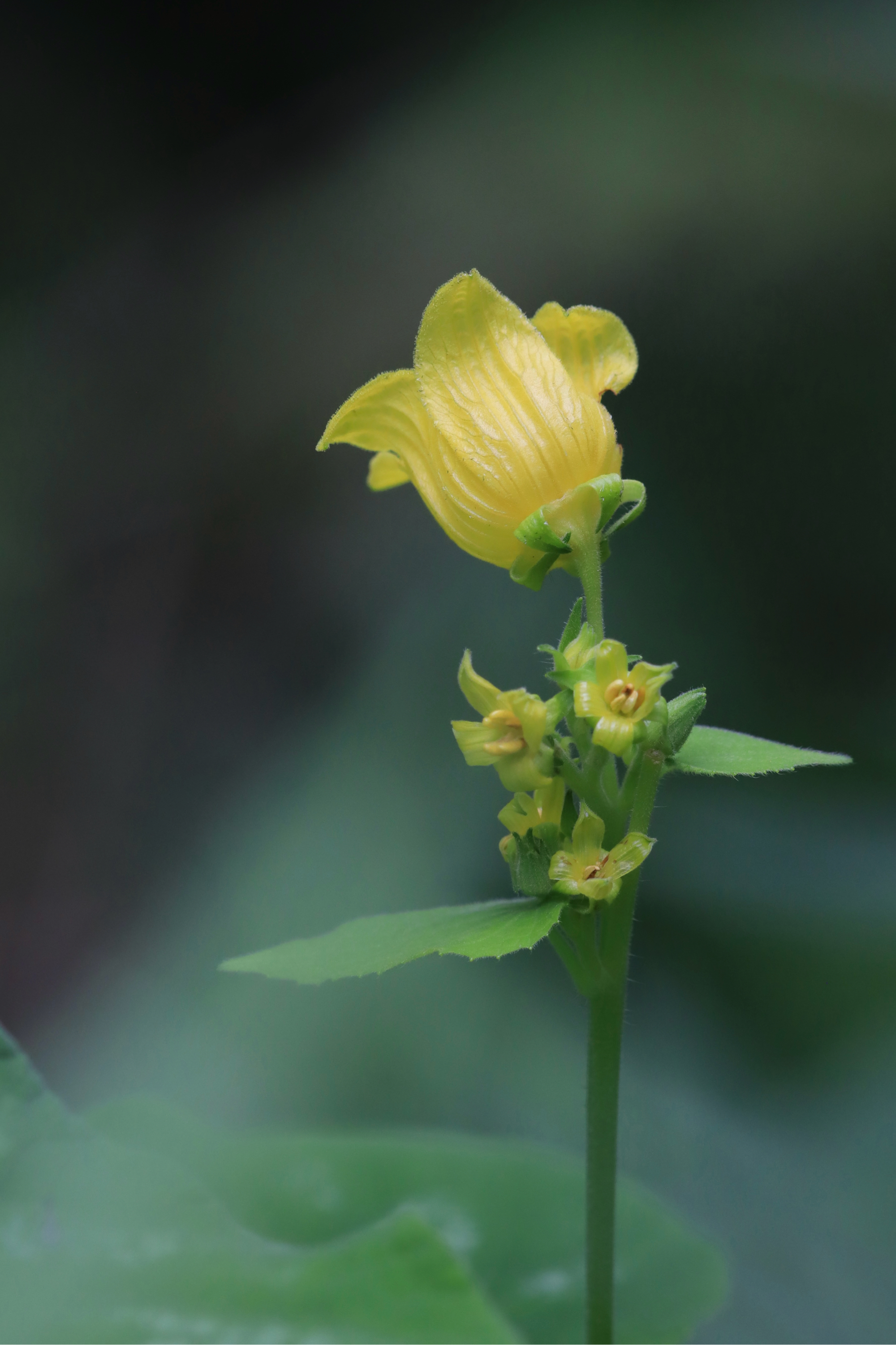 赤爮(pao),(拉丁学名:thladiantha dubia bge),是葫芦科赤瓟属的