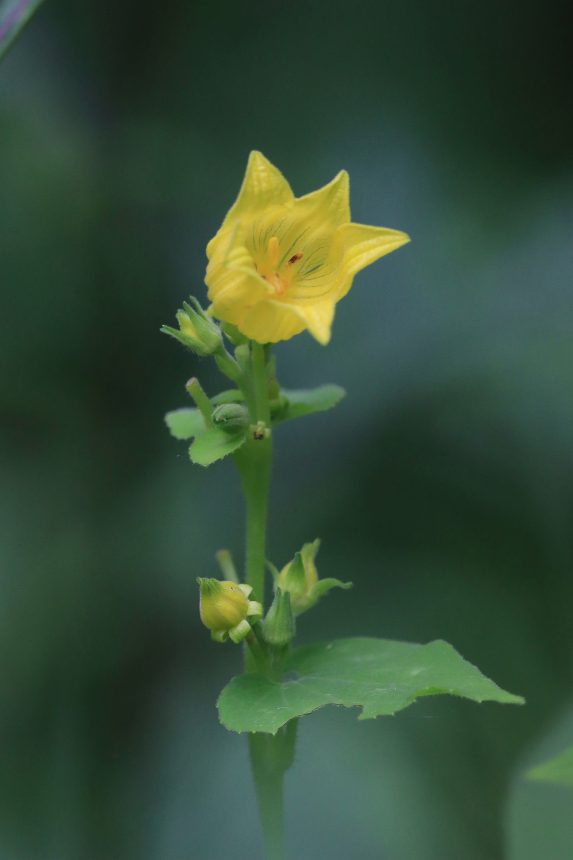 赤爮(pao),(拉丁学名:thladiantha dubia bge),是葫芦科赤瓟属的