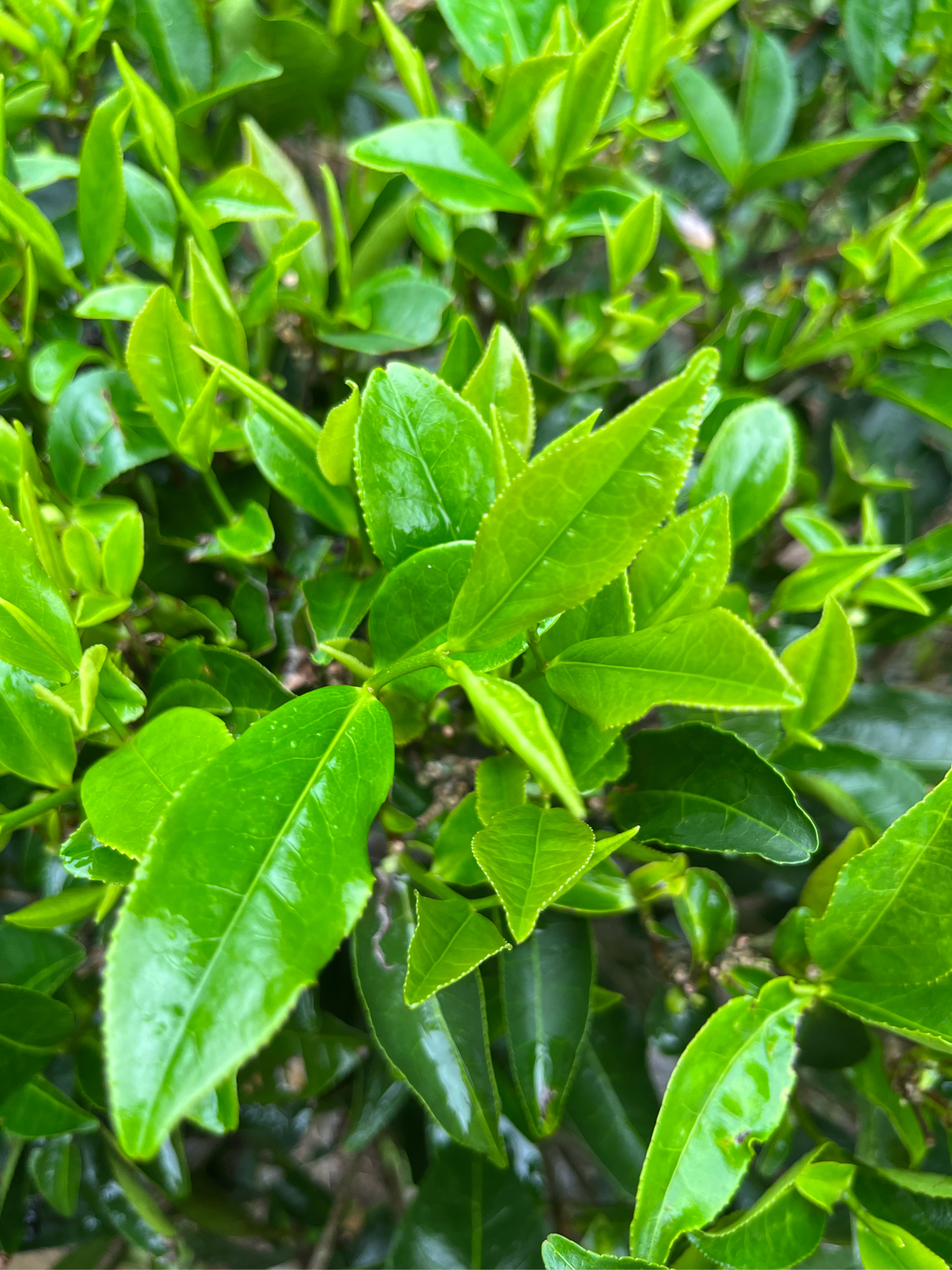 今天尝试了一款新的单丛茶