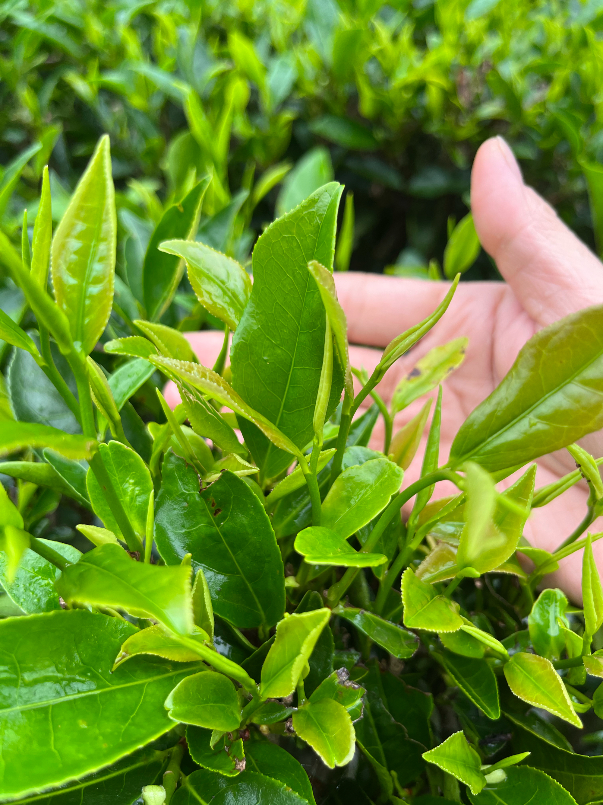 据说这种茶还有助于减轻压力和改善睡眠