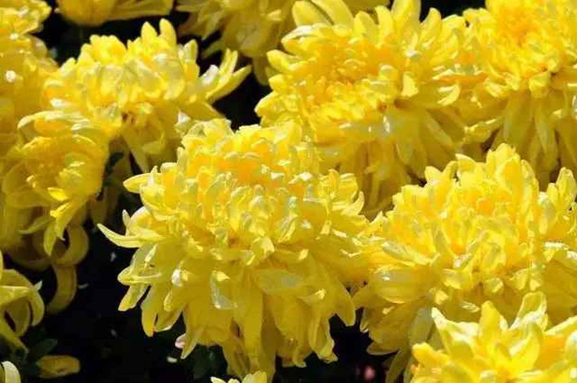 《不第后赋菊》  黄巢 .