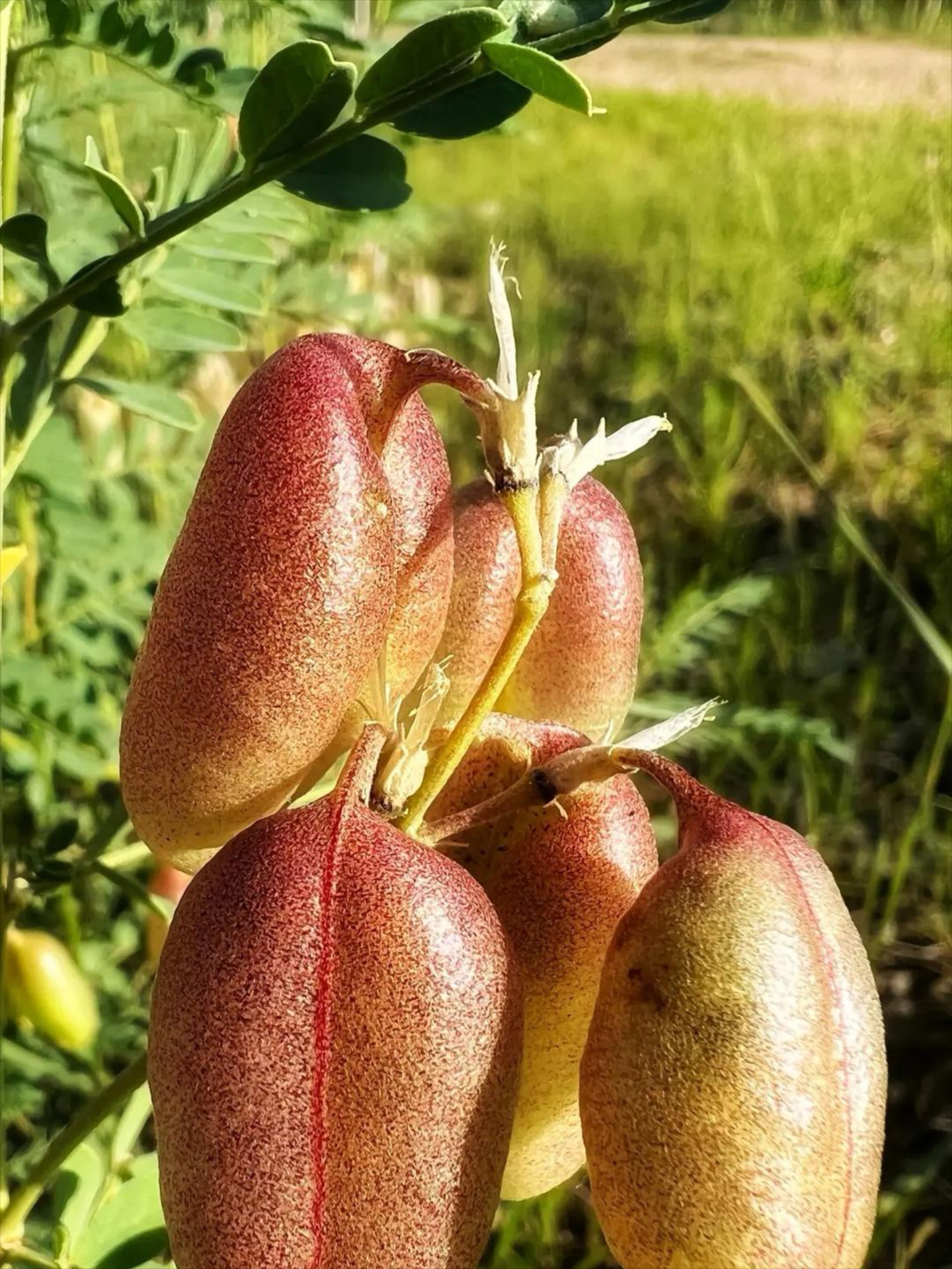 斑马豆什么时候种植图片