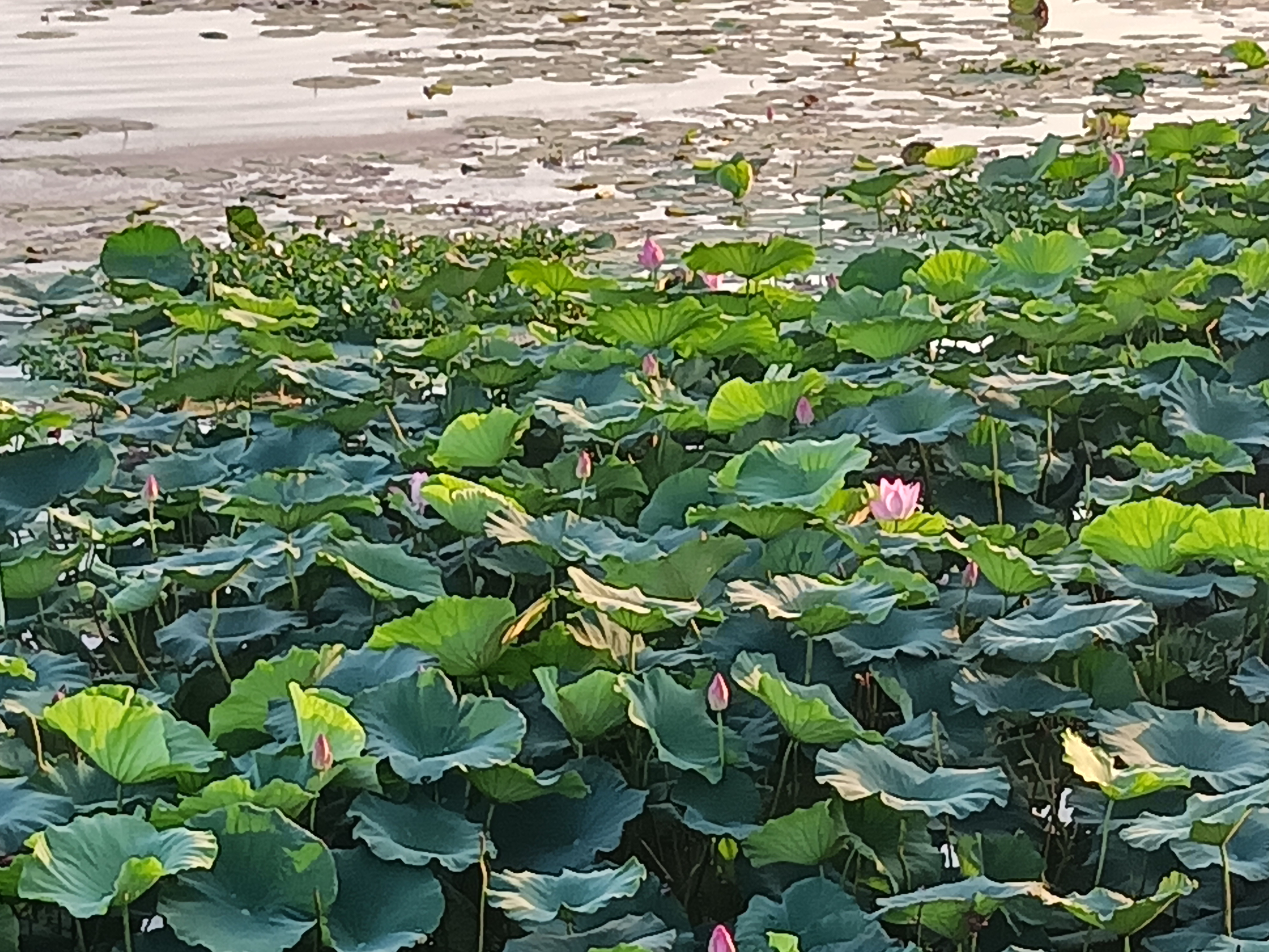 夏日黄家湖风光