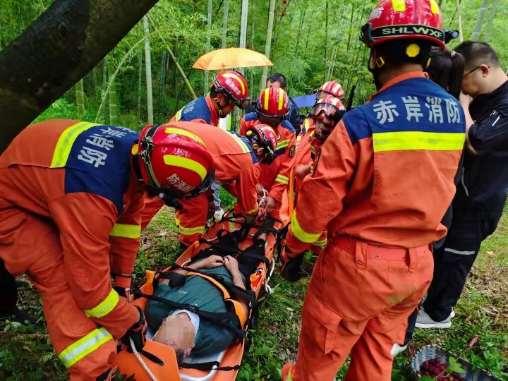 杨梅季出大事了,一周内多人从树上跌落受伤