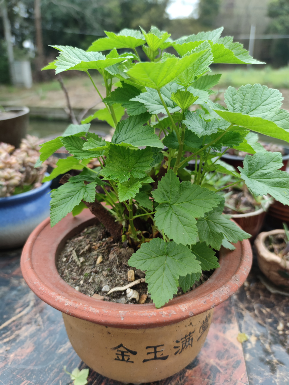 现在终于,长出了茂盛的叶子,可我咋看咋就不像腊梅呢?