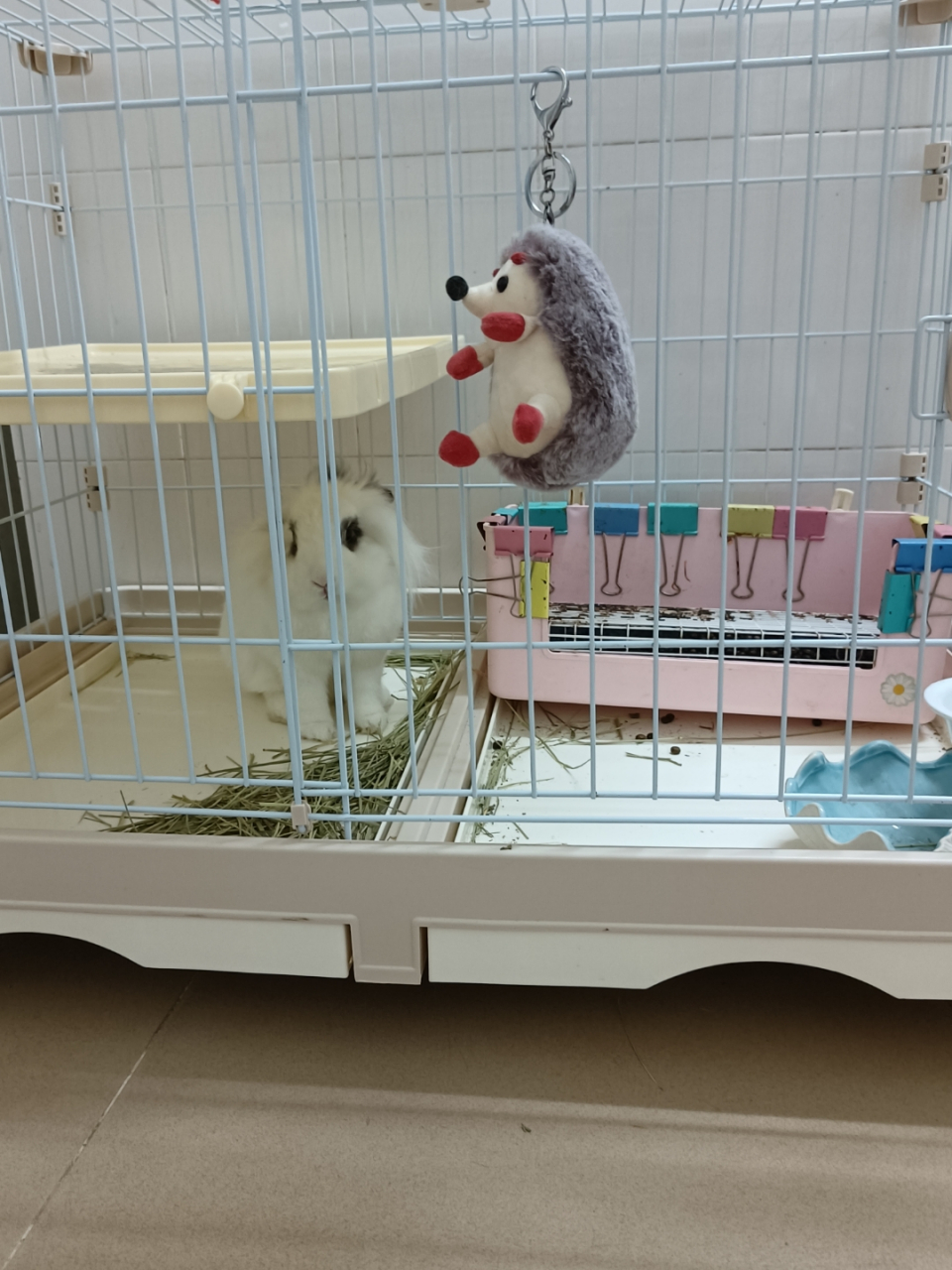 胖兔砸 [左捂脸]家里的胖兔砸