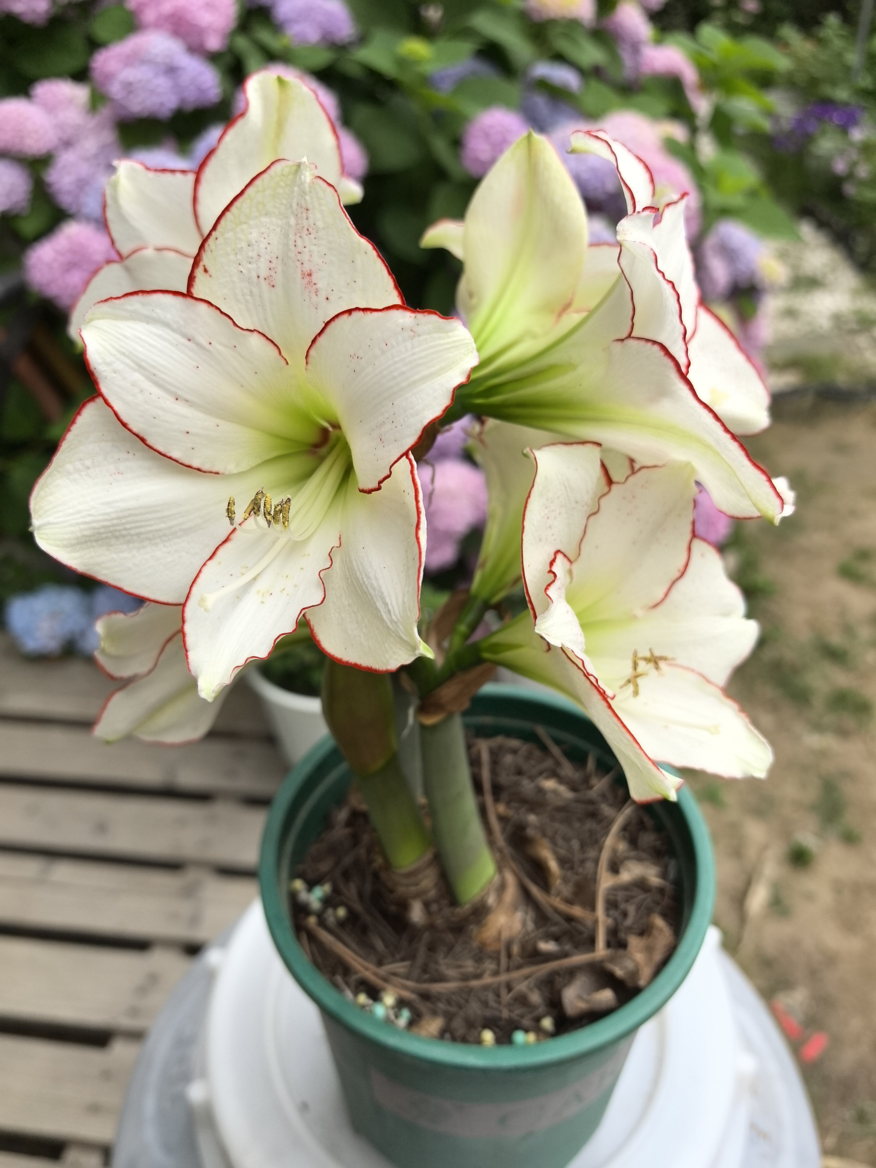 朱顶红毕加索是名副其实的开花机器,值得拥有#花# #朱顶红# #养花种菜