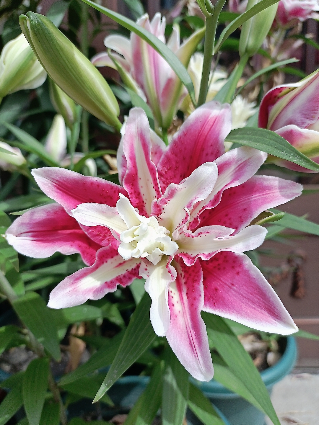 94  96第一次见到这朵粉色的百合花,就被它的美丽深深吸引.