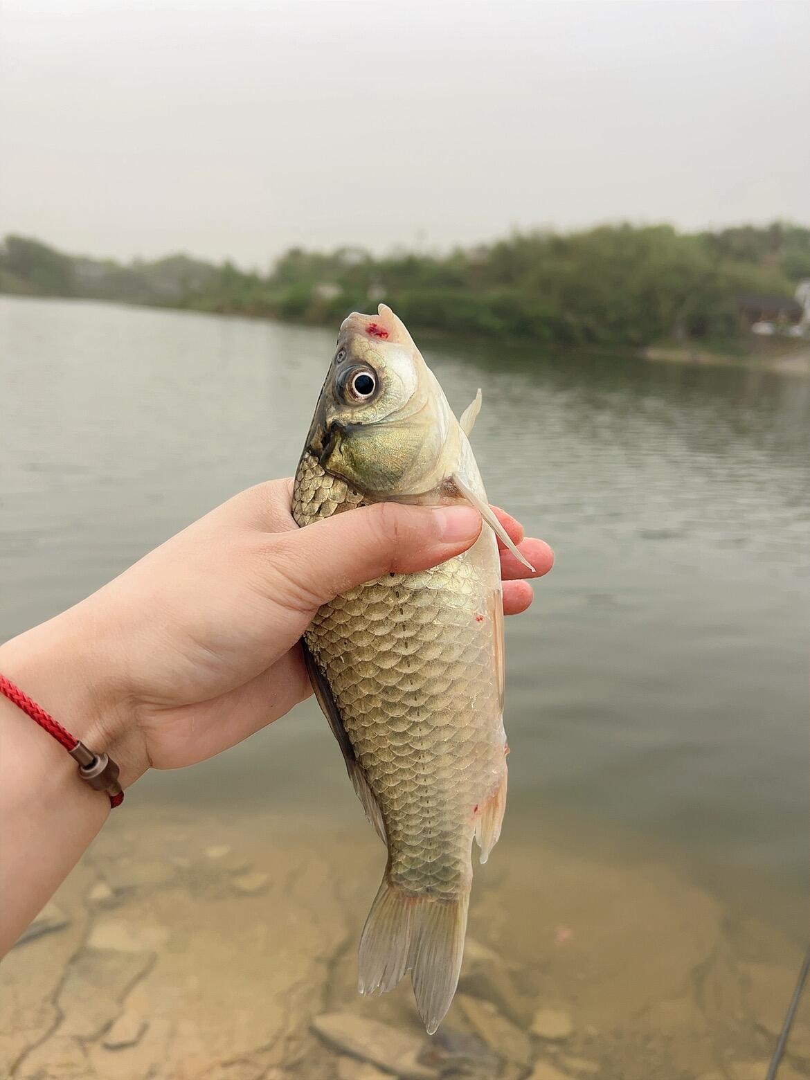 好久没有钓鱼了,终于钓到了梦寐以求的小奶鲫!