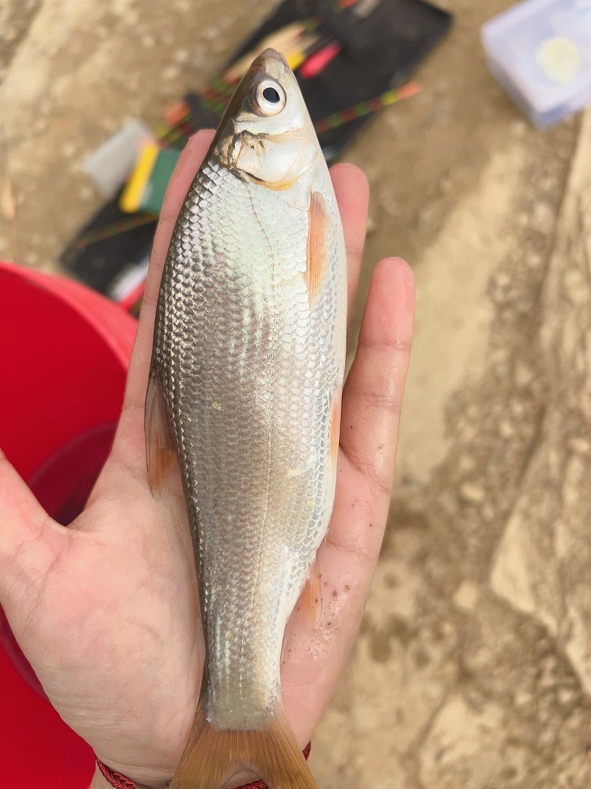 好久没有钓鱼了,终于钓到了梦寐以求的小奶鲫!