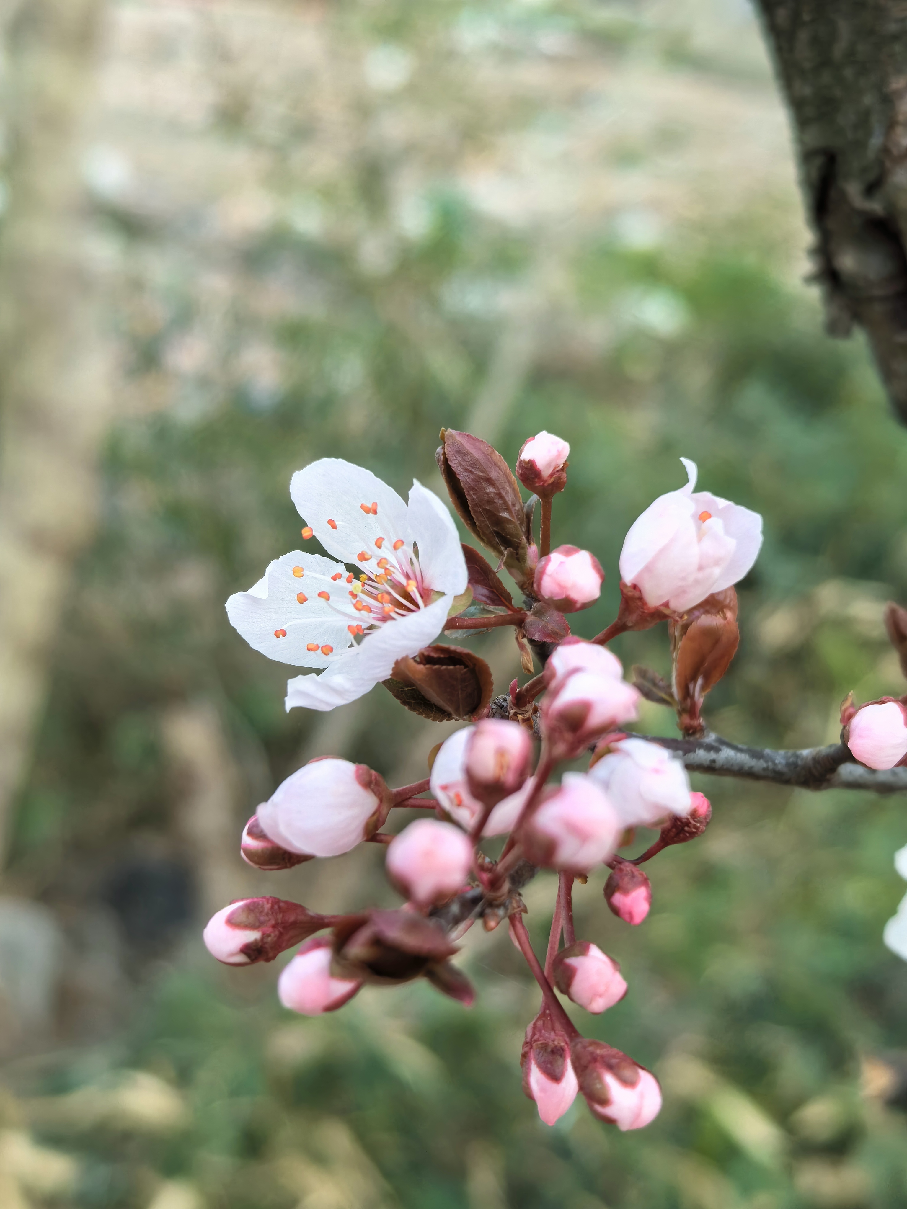 红叶李花的样子描写图片