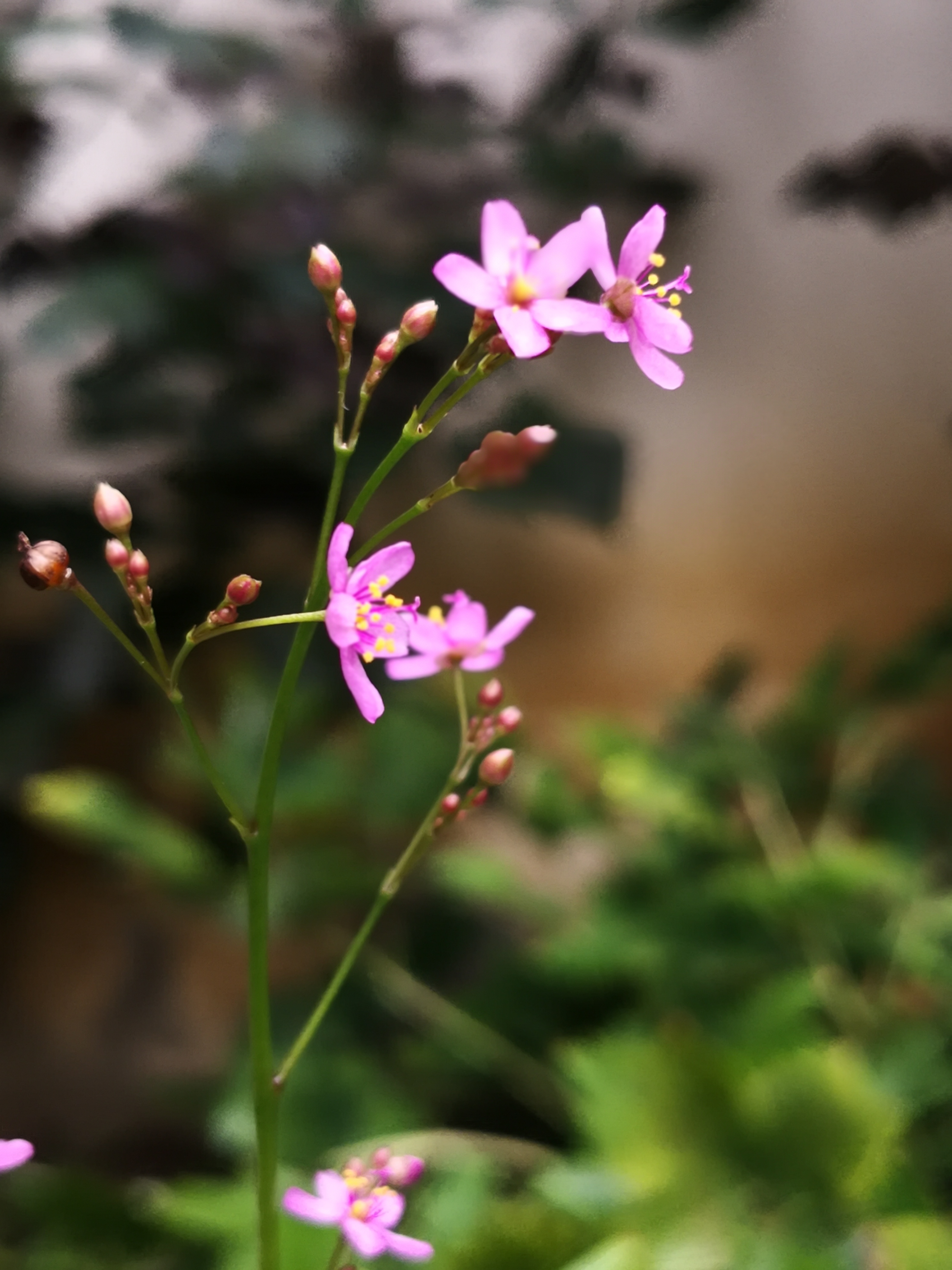 栌兰花语真心.
