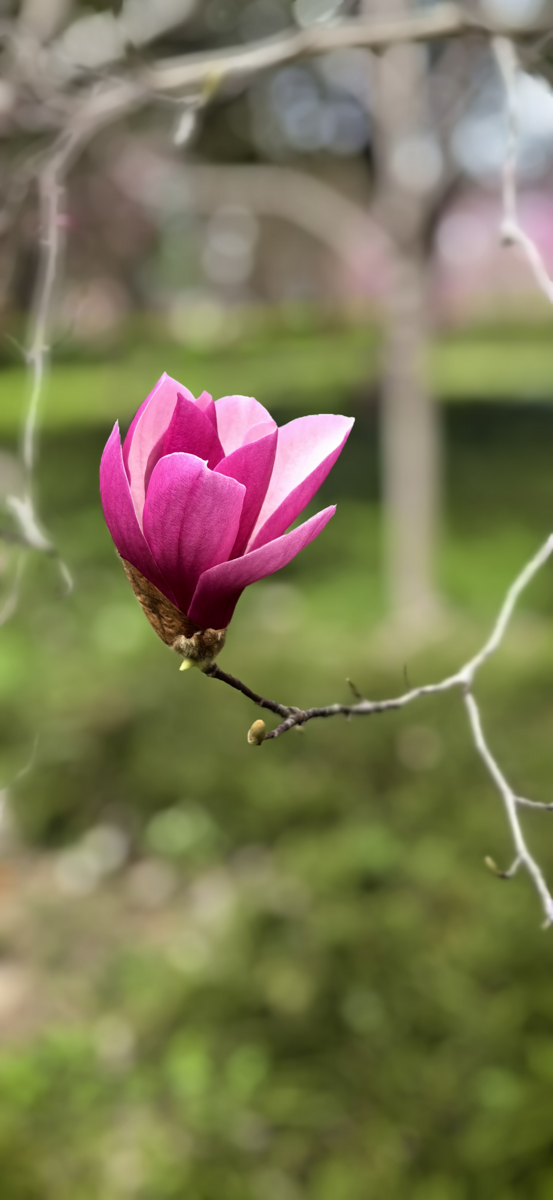 木兰花,紫玉兰,辛夷都是你.你象征着纯真自然的爱