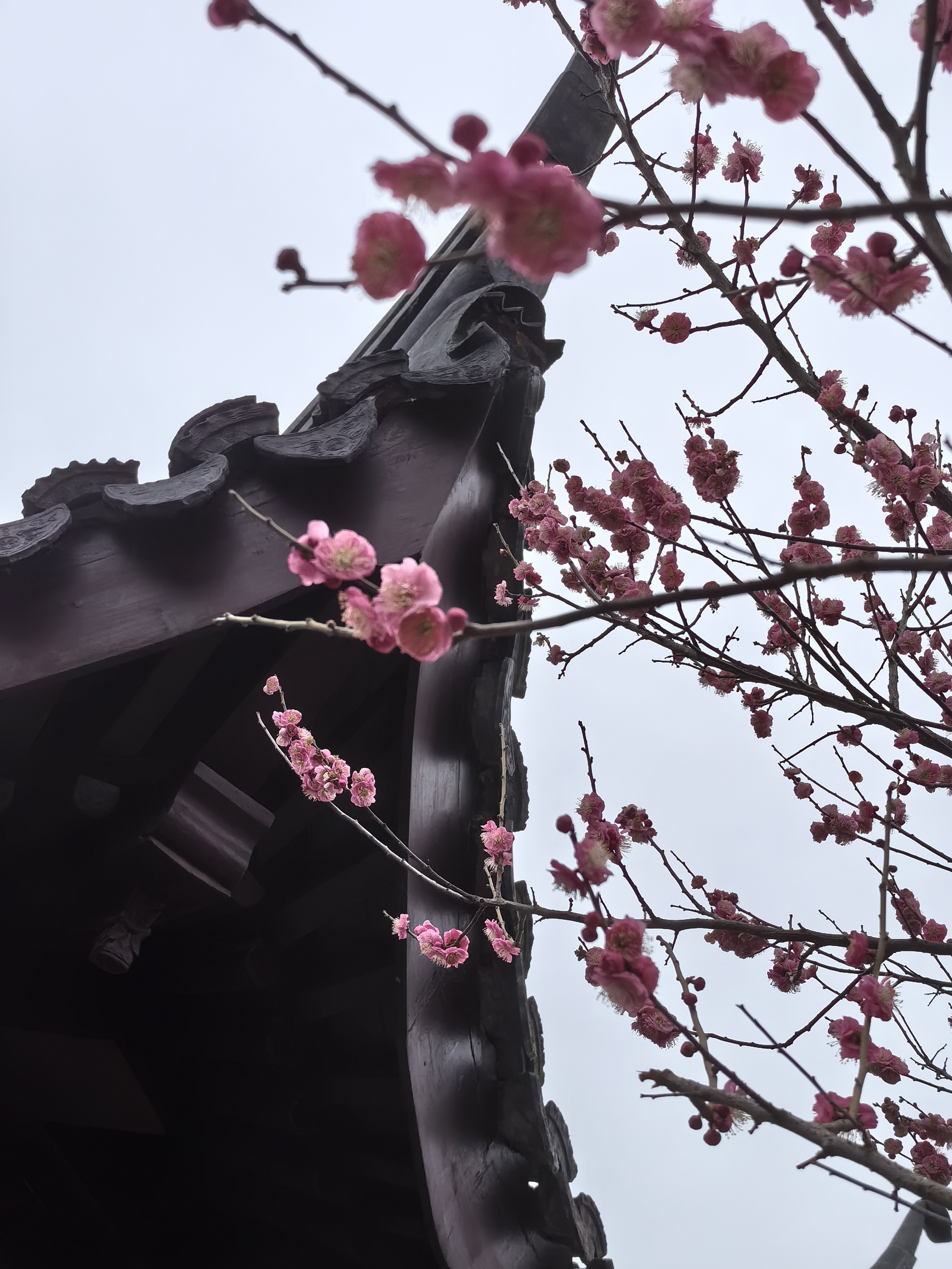 苏州梅花景点香雪海图片