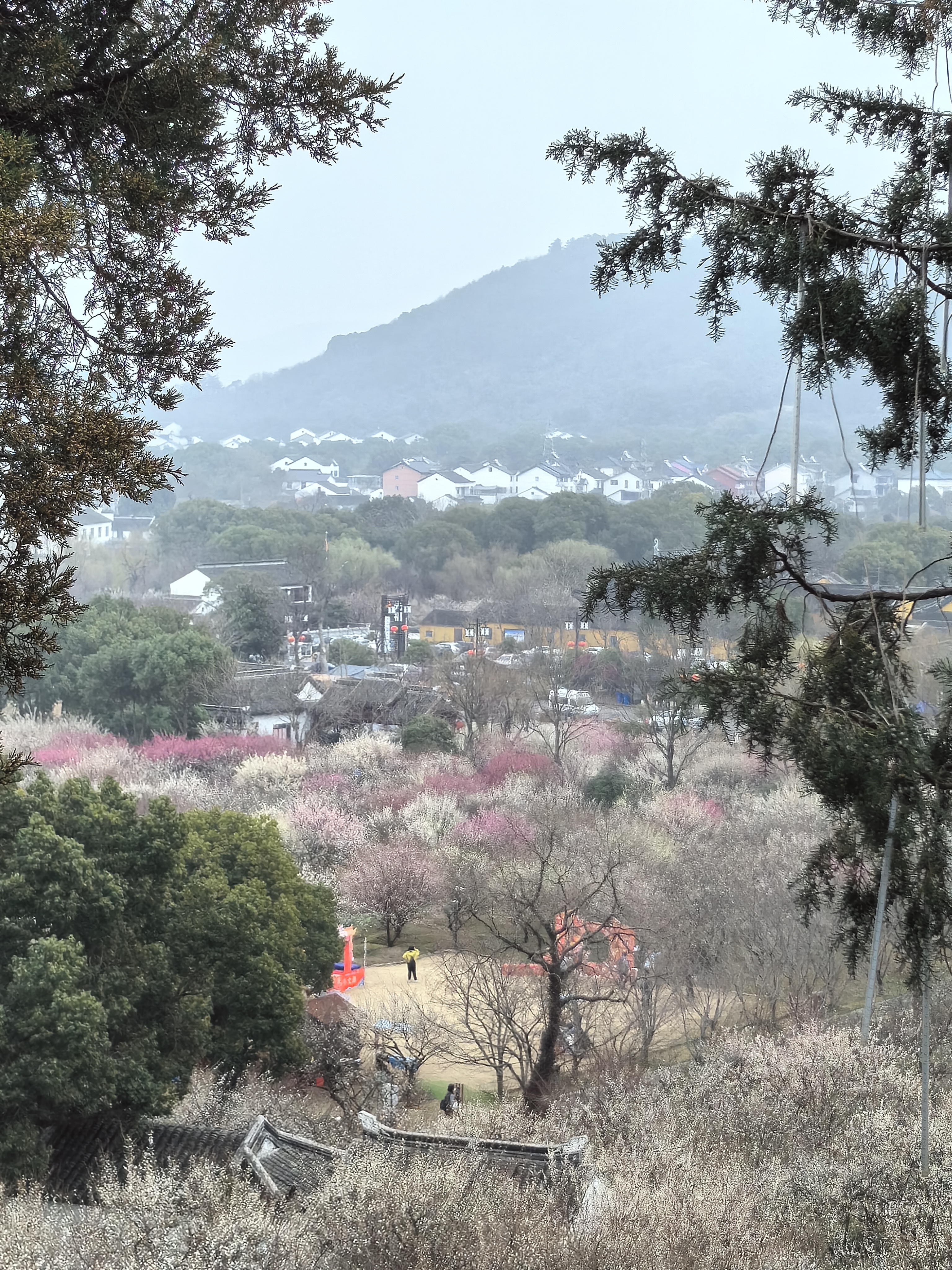 苏州梅花景点香雪海图片