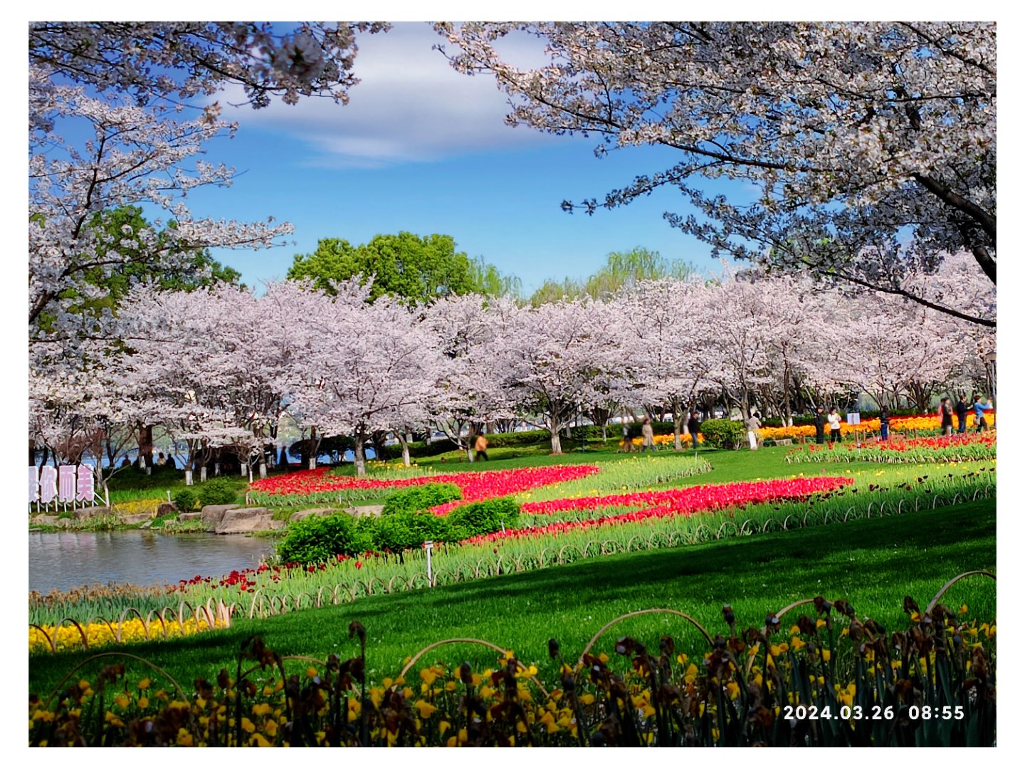 春天来了,浙江省绍兴市柯桥区瓜渚湖畔郁金香与樱花竞相开放,引来了