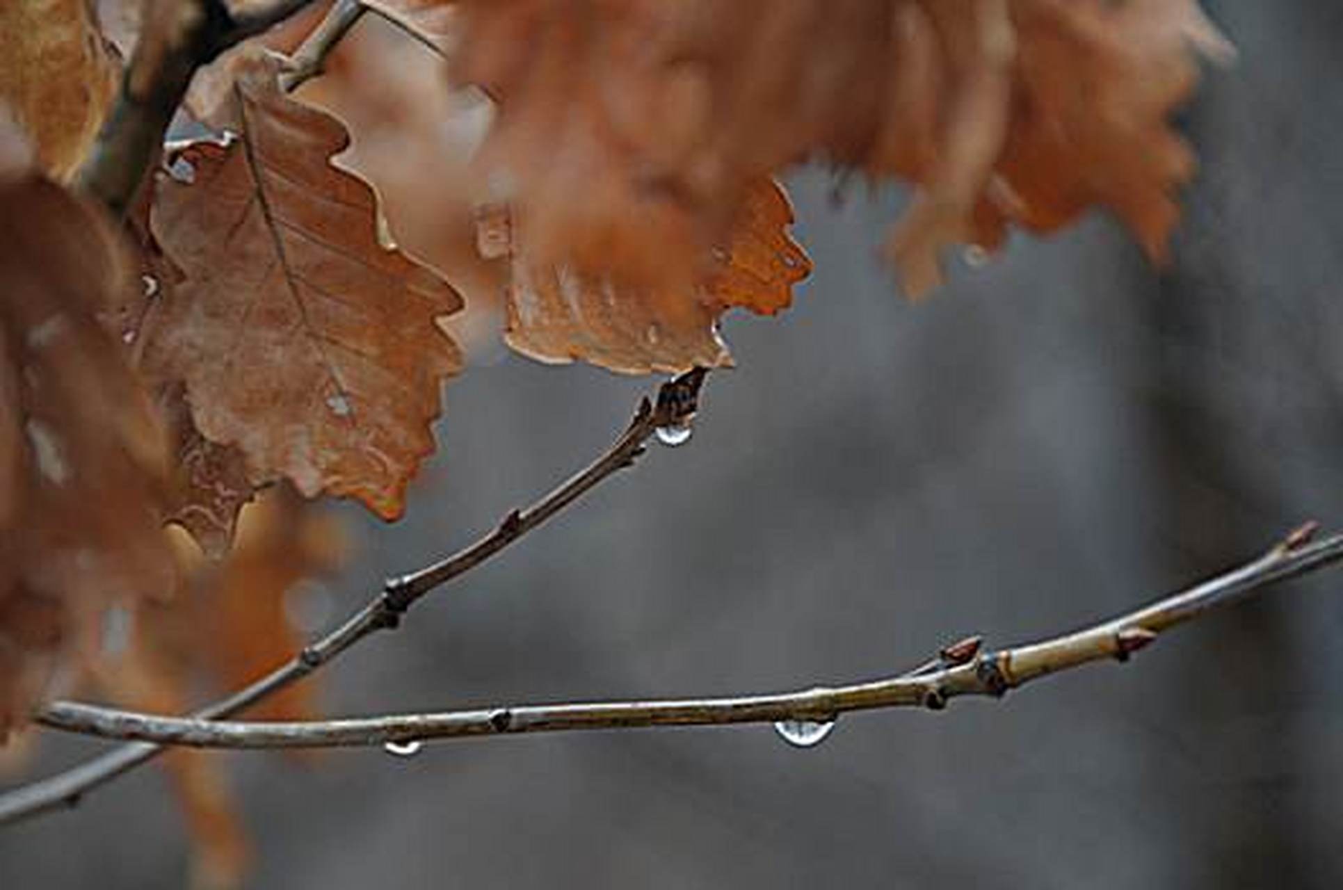 《天仙子》 寒雨连天风冽冽.几树飘零枯蝶叶. 苍天有泪尚轻弹.