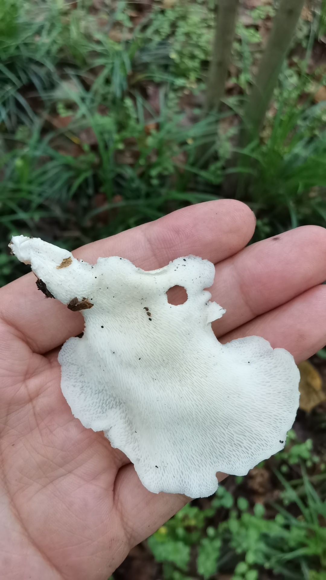 又遇到一堆纯白色的蘑菇,天呐我这个运气无敌了,看起来好好吃的样子