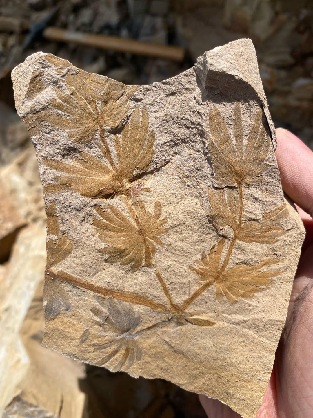 看肯定不是人工印上去的,这是树木的化石吧,为啥它是什么形成呢?