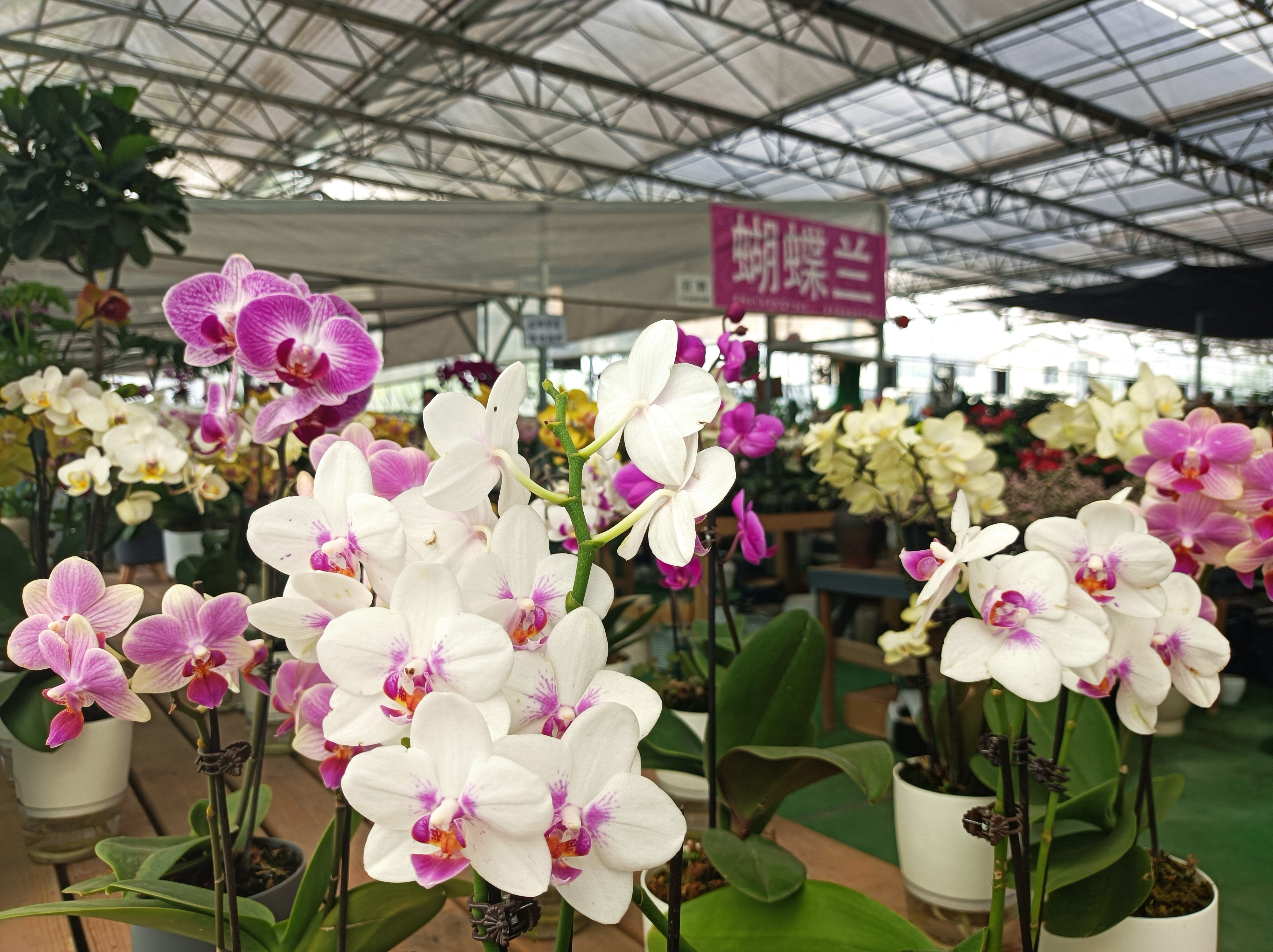 三圣乡花卉市场(成都风物111补a)