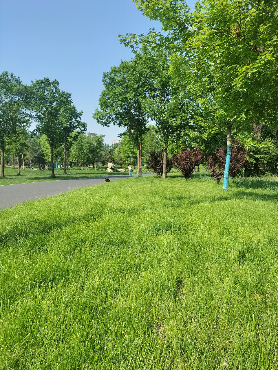 呼吸新鲜空气放松一下心情,溜溜狗狗也很好.